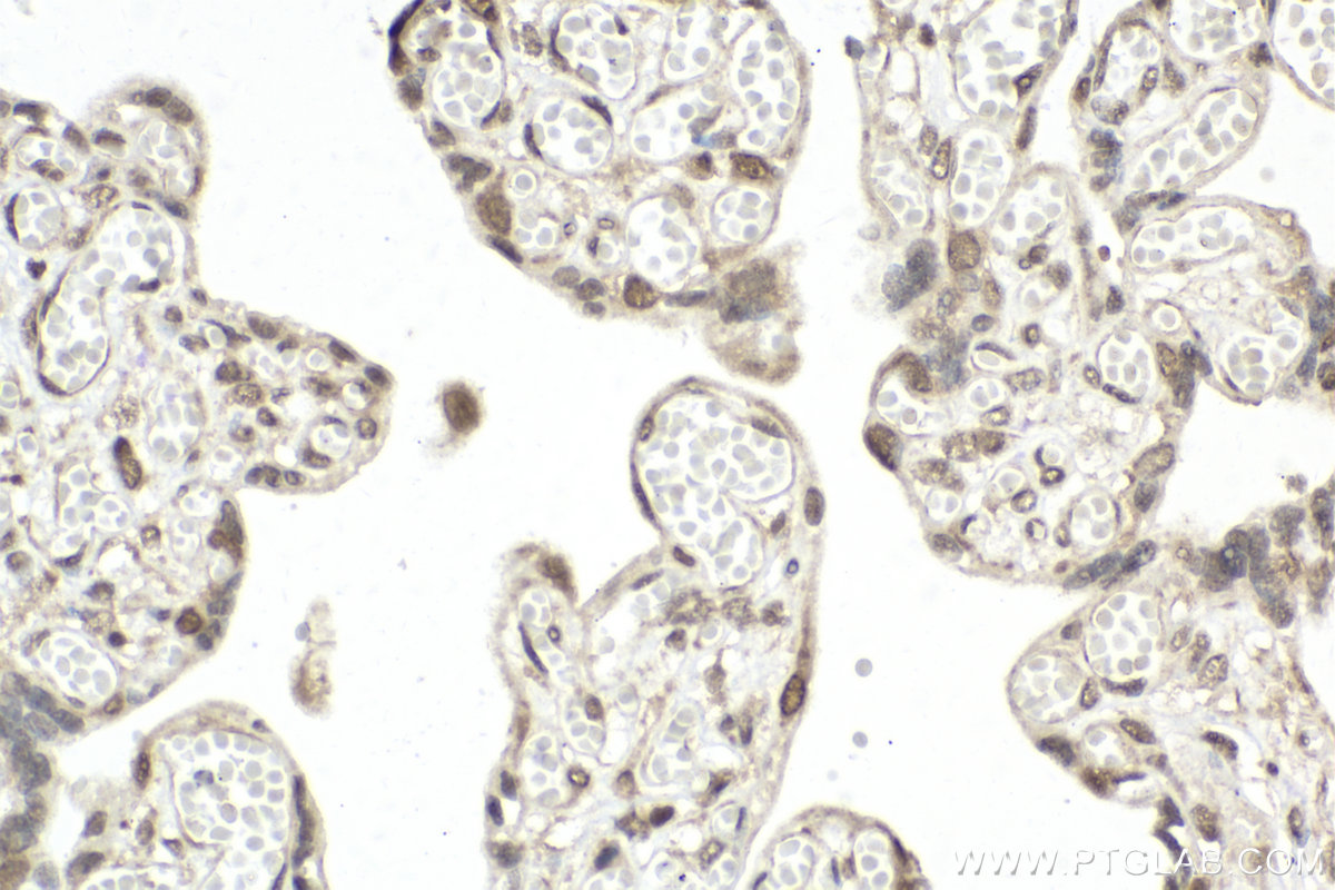 IHC staining of human placenta using 10195-1-AP