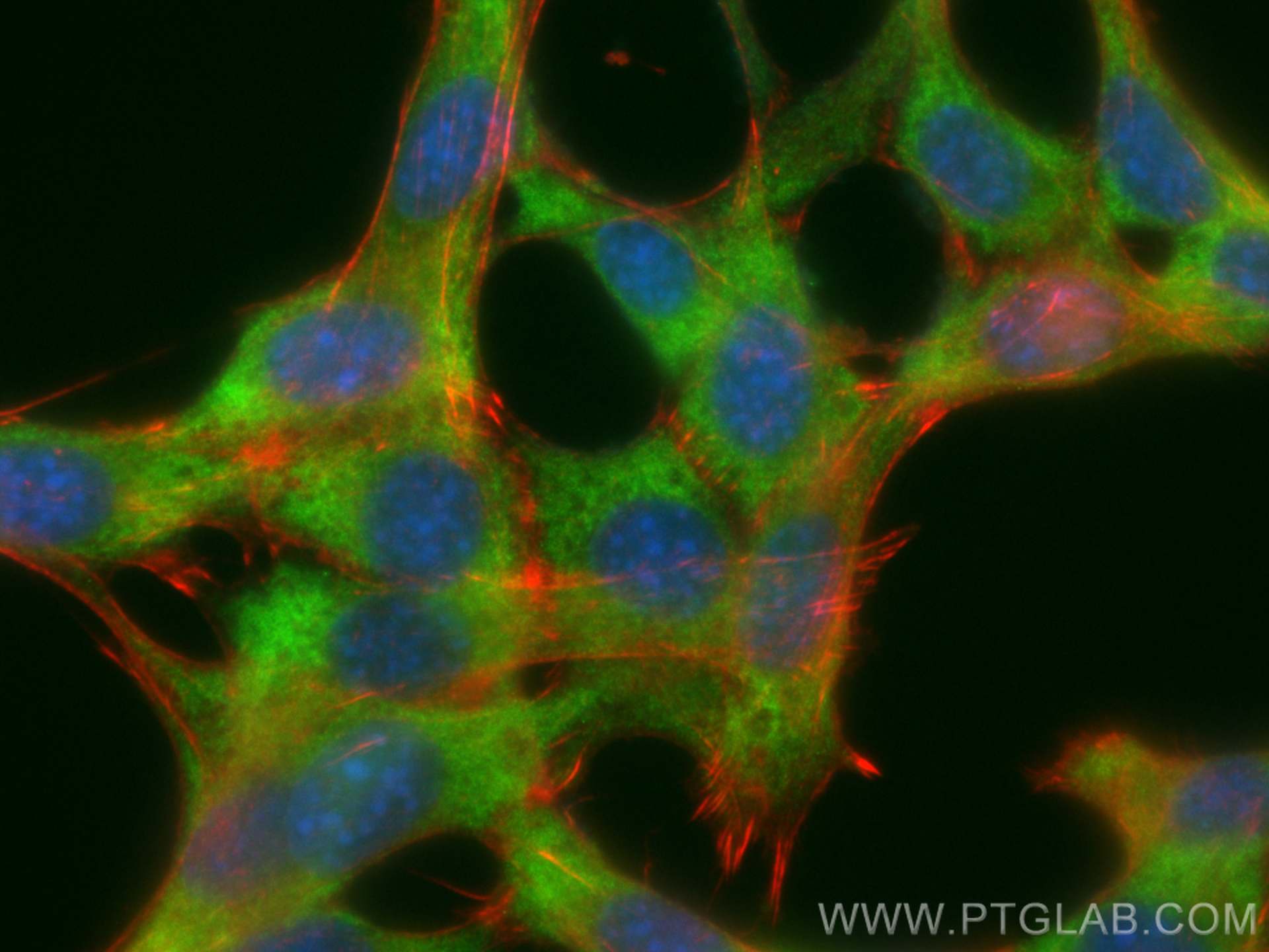 IF Staining of NIH/3T3 using CL488-27804