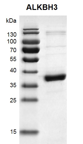 Recombinant ALKBH3 protein 12.5% SDS-PAGE Coomassie staining MW: 36.9 kDa Purity: >90%