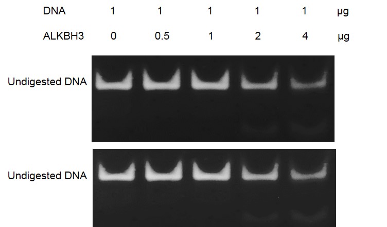 ALKBH3 dioxygenase activity 1 ug of ssDNA oligos (5’-AAAGCAG(1mA) ATTCGAAAAAGCGAAA-3’) was incubated with varying concentrations of ALKBH3 in a reaction system including 50 mM HEPES-NaOH pH 8.0, 50 uM Fe(NH4)2(SO4)2, 1 mM 2-oxoglutarate, 2 mM ascorbate and 1 mM TCEP for 30 min at 37°C. Then ssDNA oligos were annealed with equimolar of non-methylated complement strand followed by 1 ug EcoRI digestion for 45 min at 37°C. % reaction products were run on a 20% Native PAGE gel and stained by ethidium bromide.