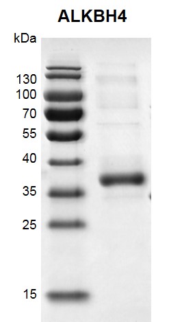Recombinant ALKBH4 protein gel 12.5% SDS-PAGE Coomassie staining MW: 37.4 kDa Purity: >85%