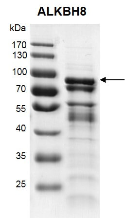 Recombinant ALKBH8 protein gel 10% SDS-PAGE Coomassie staining MW: 77.9 kDa Purity: >48%