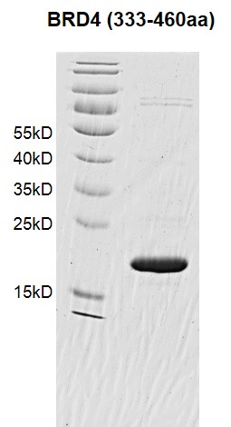 Recombinant BRD4 (333-460) protein gel. BRD4 (333-460) protein was run on a 12.5%SDS-PAGE gel and stained with Coomassie blue. MW: 20.9 kDa Purity: >92%