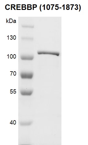 Recombinant CREBBP (1075-1873) protein, SDS-PAGE gel. Recombinant CREBBP protein was run on an 7.5% SDS-PAGE gel and stained with Coomassie blue MW: 94.3 kDa Purity: > 90%