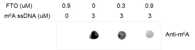 Dot blot for Recombinant FTO protein activity 1 μM m6A ssDNA oligos (sequence: 5’-GTTGCCTGTTCGTGTTGG/m6A/CTTGCCTGT-3’) were incubated with different concentrations of FTO in reaction buffer including 25 mM Tris-HCl pH 7.5, 100 μM 2-oxoglutarate, 100 μM ascorbate, 50 μM (NH4)2Fe(SO4)2·6H2O and 1 mM TCEP for 2 hr at room temperature. The 20 μl reactions were concentrated to 5 μl. 1 μl of products were spotted onto positively charged nylon membrane, then detected with m6A antibody (Cat# 61495). Dot blot was used for activity detection.
