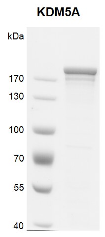 Recombinant JARID1A / KDM5A protein gel. JARID1A / KDM5A protein was run on a 10% SDS-PAGE gel and stained with Coomassie Blue. MW: 196 kDa Purity: >60%