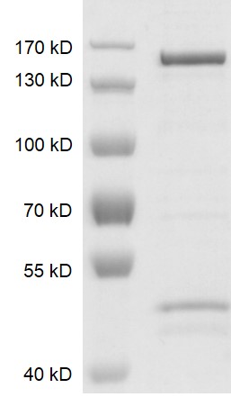 Recombinant JMJD2C / KDM4C protein gel. JMJD2C / KDM4C protein was run on an 8% SDS-PAGE gel and stained with Coomassie Blue. MW: 126.1 kDa Purity: > 90%