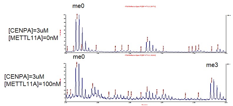 MALDI-TOF Assay for METTL11A activity CENP-A peptide was incubated with METTL11A, His tag protein in reaction for 2 hours at room temperature. Activity was detected by MALDI-TOF.