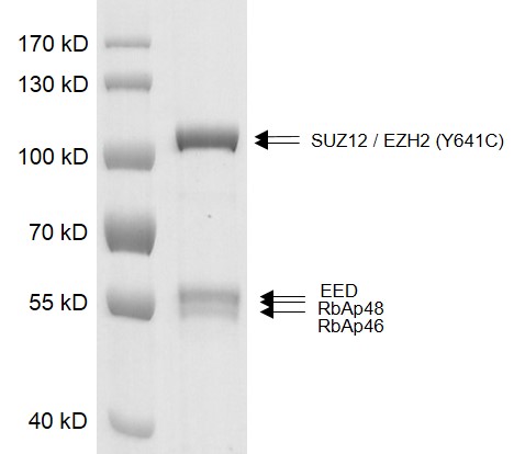 Recombinant PRC2 EZH2 (Y641C) complex gel. PRC2 EZH2(Y641C) complex was run on a 10% SDS-PAGE gel and stained with Coomassie Blue.