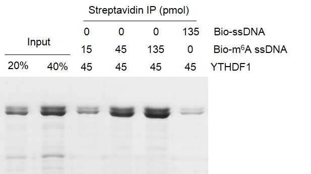 Binding Assay for Recombinant YTHDF1 protein. 45 pmol biotinylated m6A ssDNA oligos (5’-GTTGCCTGTTCGTGTTGG/m6A/CTTGCCTGT-3’) were incubated with YTHDF1 protein in binding buffer for 3 hr at 4C. DNA-YTHDF1 compounds were incubated with streptavidin beads for 1 hour at 4C, and pull-down products were were run on a 10% SDS-PAGE gel, stained with Coomassie Blue. (Biotinylated,unmethylated ssDNA oligos used as negative control). YTHDF1 preferentially binds to ssDNA with m6A modifications compared with unmodified ssDNA.