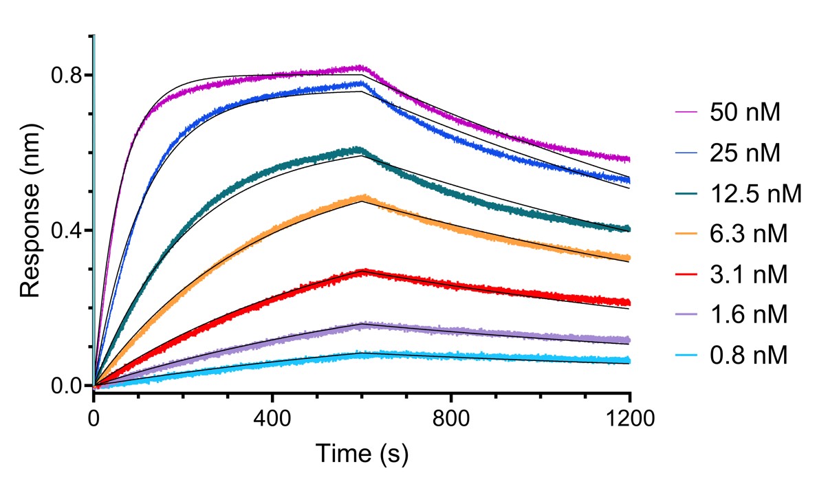 BLI analysis of the interaction between varying concentrations of anti-CD16 VHH and immobilised, biotinylated CD16A. Fit indicates fitting of data to a 1:1 binding model. Binding curves are similar for CD16B.