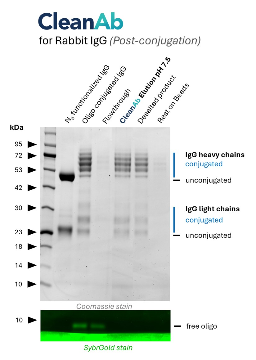 Rabbit IgG (anti beta-tubulin; 80713-1-RR) was conjugated with NHS-Azide (lane 1) and then with DBCO-Oligo (lane 2). Post conjugation clean-up was done using CleanAb Kit for rabbit IgG (lanes 3-5). Excess oligo was successfully removed as shown in SYBR Gold DNA staining and IgG eluted with high recovery (~70%) at neutral pH (lane 4). Desalting was done with Zeba spin desalting columns (lane 5). Only very little IgG remaining on beads (lane 6).
