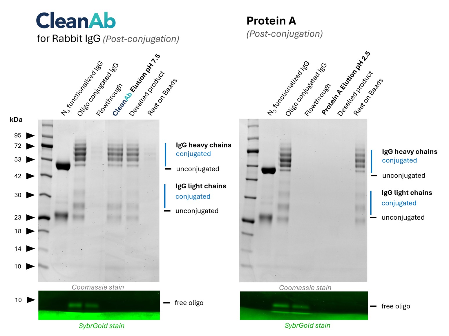 Rabbit IgG (anti beta-tubulin; 80713-1-RR) was conjugated with NHS-Azide (lane 1) and then with DBCO-Oligo (lane 2). 
(left) Post conjugation clean-up was done using CleanAb Kit for rabbit IgG (lanes 3-5). Excess oligo was successfully removed as shown by SYBR Gold DNA staining and IgG eluted with high recovery (~70%) at neutral pH (lane 4). Desalting was done with Zeba spin desalting columns (lane 5). Only very little IgG remaining on beads (lane 6)
(right) Post conjugation clean-up was done using Protein A beads (lanes 3-5). Excess oligo was successfully removed as shown by SYBR Gold DNA staining but IgG elution with low pH failed (lane 4). Most IgG remains on beads (lane 6).