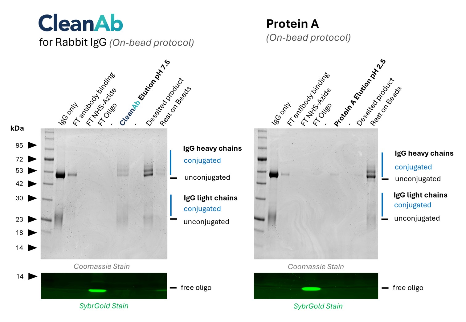 (left) Rabbit IgG (Isotype control, lane 1) was bound to CleanAb rabbit beads (flowthrough in lane 2), then functionalized on beads with NHS-Azide (flowthrough in lane 3) and then with DBCO-Oligo (flowthrough in lane 4). Excess oligo was successfully removed as shown in SYBR Gold DNA staining and the oligo-conjugated IgG was eluted with high recovery at neutral pH (lane 6). Desalting was done with Zeba spin desalting columns (lane 8). Only very little IgG remaining on beads (lane 9). Note: the CleanAb Elution Buffer can interfere with SDS gels, which can make the CleanAb elution appear washed out.
(right) Rabbit IgG (Isotype control, lane 1) was bound to Protein A beads (flowthrough in lane 2), Excess oligo was successfully removed as shown in SYBR Gold DNA staining but the oligo-conjugated IgG failed to elute at low pH (lane 6). Most IgG remains on beads (lane 9).