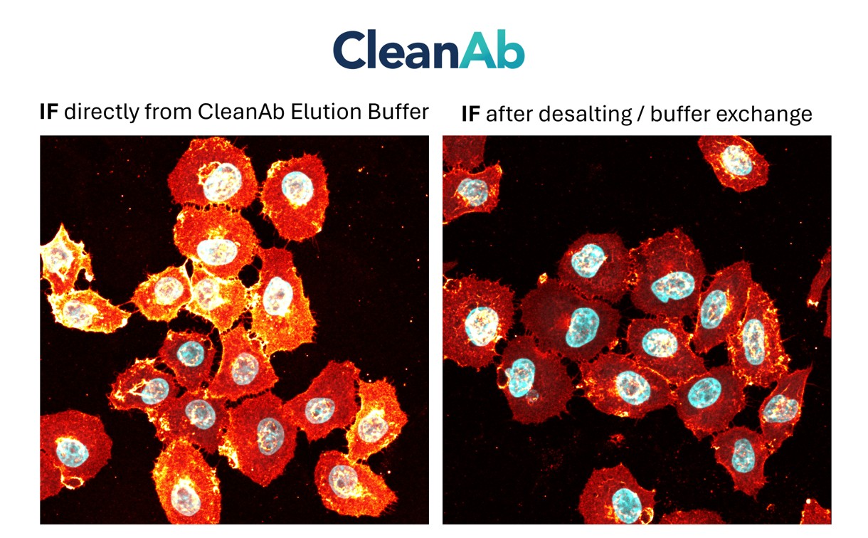 Immunostaining of HeLa cells with rabbit anti-CD147 antibodies (11989-1-AP, 1:100, orange hot), chemically conjugated to a 15-nt DNA oligonucleotide and purified using CleanAB beads. Detection was performed by hybridization with an imaging DNA strand labeled with ATTO643. Nuclei were counterstained with DAPI (cyan). Direct comparison of CleanAb product and desalted product demonstrates functionality of both products. While signal intensity is lower for the desalted sample, successful staining can still be achieved.