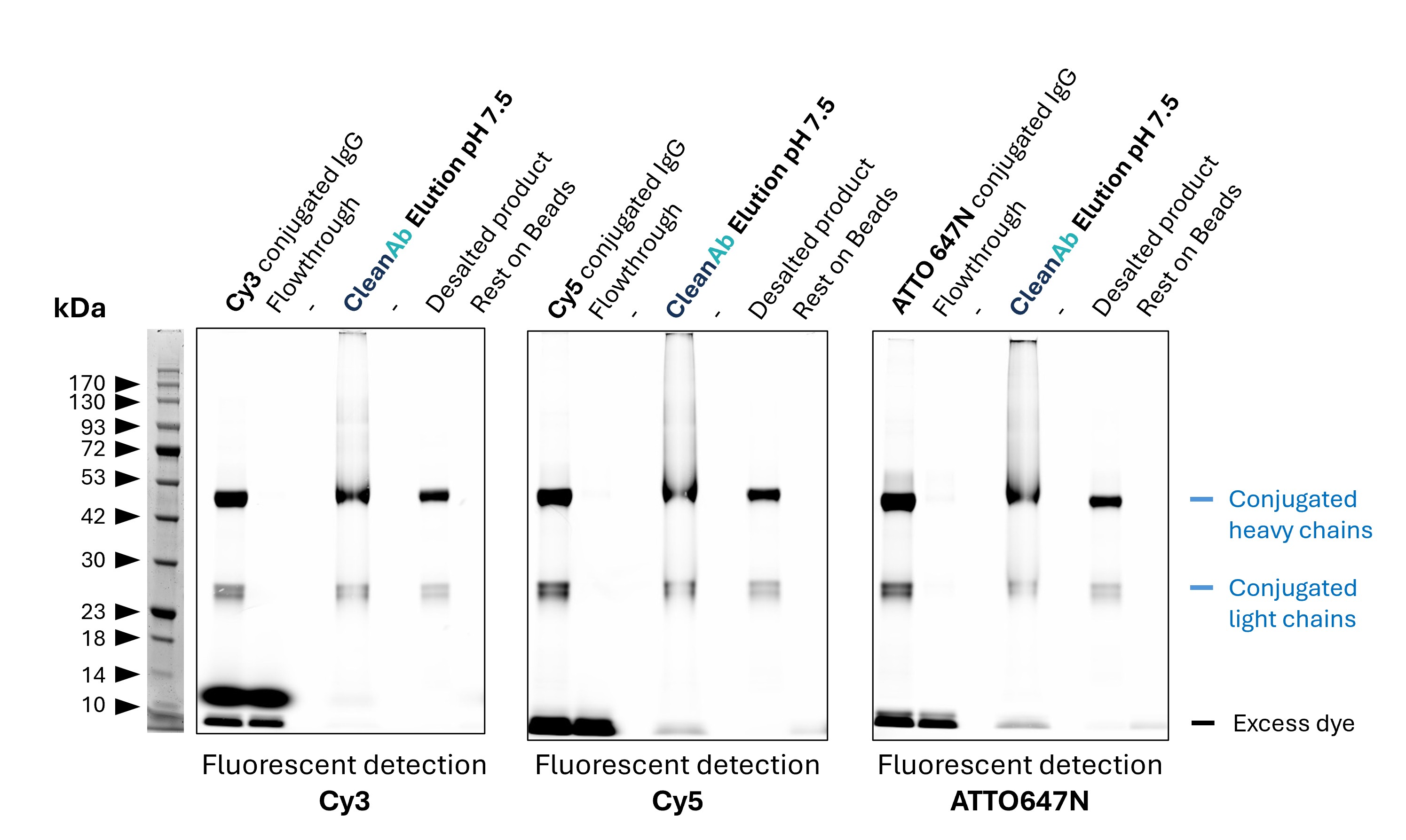 Rabbit IgG (anti beta-tubulin; 80713-1-RR) was conjugated with NHS-dyes (lane 1 respectively). Post-conjugation clean-up was done using CleanAb Kit (agarose) for Rabbit IgG (lanes 2-4). At least 95% of excess dye was successfully removed as evident from the faint excess dye band (lane 4). The conjugated IgG was eluted with high recovery (>70%) at neutral pH (lane 4). Desalting was done with Zeba spin desalting columns to exchange buffer after elution (lane 6), successfully removing all residual dye (buffer exchange is only recommended for long term storage or if required for downstream assays). No IgG remains on beads (lane 7). Note: the CleanAb Elution Buffer can interfere with SDS gels, which can make the CleanAb elution appear smeary. Rabbit IgG (anti beta-tubulin; 80713-1-RR) was conjugated with NHS-dyes (lane 1 respectively). Post-conjugation clean-up was done using CleanAb Kit (agarose) for Rabbit IgG (lanes 2-4). At least 95% of excess dye was successfully removed as evident from the faint excess dye band (lane 4). The conjugated IgG was eluted with high recovery (>70%) at neutral pH (lane 4). Desalting was done with Zeba spin desalting columns to exchange buffer after elution (lane 6), successfully removing all residual dye (buffer exchange is only recommended for long term storage or if required for downstream assays). No IgG remains on beads (lane 7). Note: the CleanAb Elution Buffer can interfere with SDS gels, which can make the CleanAb elution appear smeary.