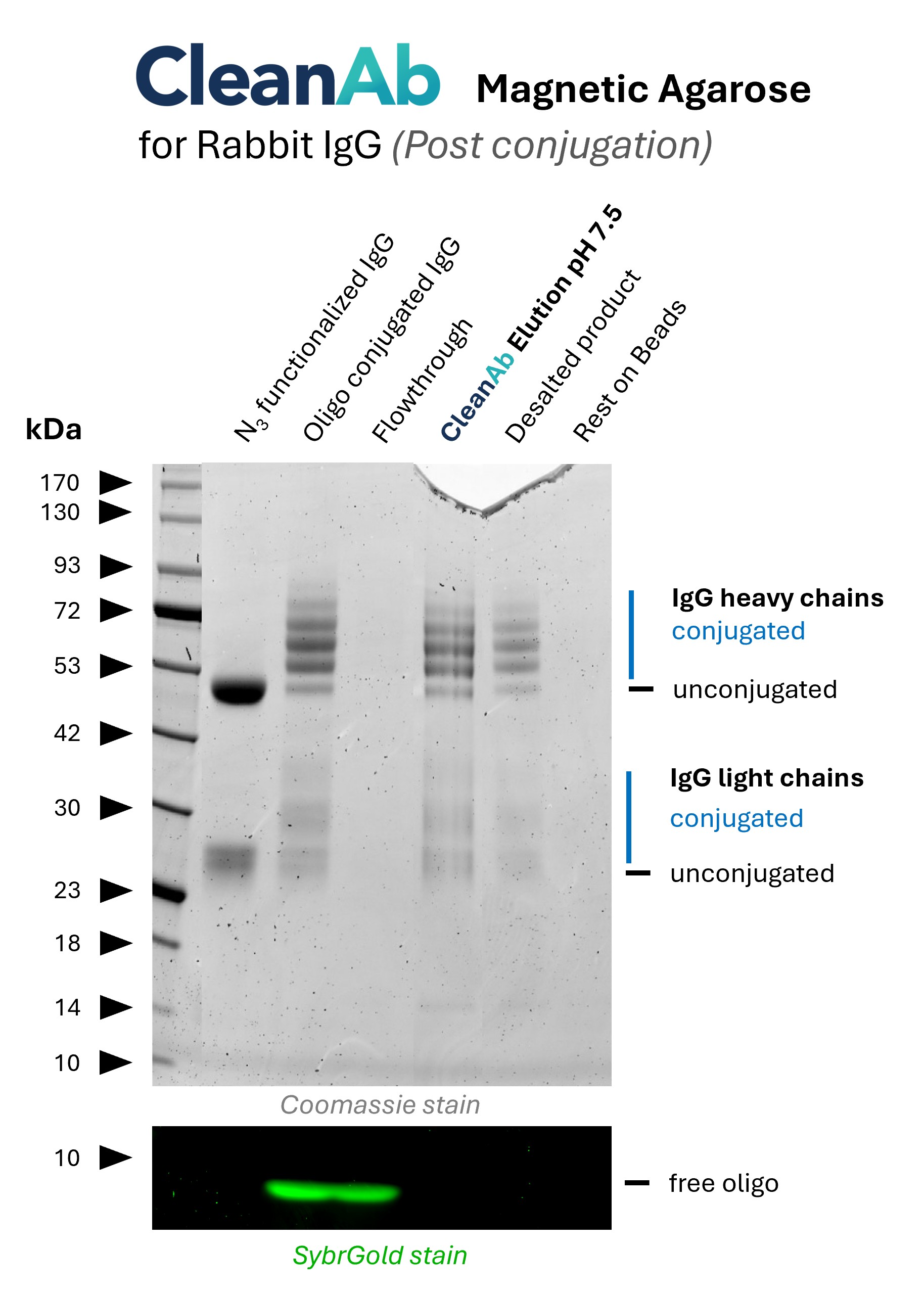 Rabbit IgG (anti beta-tubulin; 80713-1-RR, lane 1) was conjugated with NHS-Azide (lane 1) and then with DBCO-Oligo (15nt) (lane 2). Post-conjugation clean-up was done using CleanAb Kit (magnetic agarose) for rabbit IgG (lanes 3-5). Excess oligo was successfully removed as shown in SYBR Gold DNA staining and IgG eluted with high recovery (~70%) at neutral pH (lane 4). Desalting was done with Zeba spin desalting columns (lane 5). Only very little IgG remains on beads (lane 6). Rabbit IgG (anti beta-tubulin; 80713-1-RR, lane 1) was conjugated with NHS-Azide (lane 1) and then with DBCO-Oligo (15nt) (lane 2). Post-conjugation clean-up was done using CleanAb Kit (magnetic agarose) for rabbit IgG (lanes 3-5). Excess oligo was successfully removed as shown in SYBR Gold DNA staining and IgG eluted with high recovery (~70%) at neutral pH (lane 4). Desalting was done with Zeba spin desalting columns (lane 5). Only very little IgG remains on beads (lane 6).