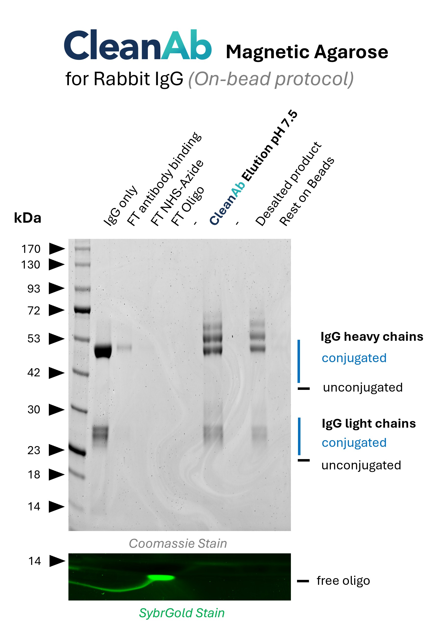 Rabbit IgG (anti beta-tubulin; 80713-1-RR) was bound to CleanAb rabbit beads (magnetic agarose) (flowthrough in lane 2), then functionalized on bead with NHS-Azide (flowthrough in lane 3) and then with DBCO-Oligo (15nt) (flowthrough in lane 4, visible in SYBR Gold staining). Excess oligo was successfully removed as shown in SYBR Gold DNA staining and the oligo-conjugated IgG was eluted with high recovery at neutral pH (lane 6). Desalting was done with Zeba spin desalting columns (lane 8). Only very little IgG remaining on beads (lane 9). Rabbit IgG (anti beta-tubulin; 80713-1-RR) was bound to CleanAb rabbit beads (magnetic agarose) (flowthrough in lane 2), then functionalized on bead with NHS-Azide (flowthrough in lane 3) and then with DBCO-Oligo (15nt) (flowthrough in lane 4, visible in SYBR Gold staining). Excess oligo was successfully removed as shown in SYBR Gold DNA staining and the oligo-conjugated IgG was eluted with high recovery at neutral pH (lane 6). Desalting was done with Zeba spin desalting columns (lane 8). Only very little IgG remaining on beads (lane 9).
