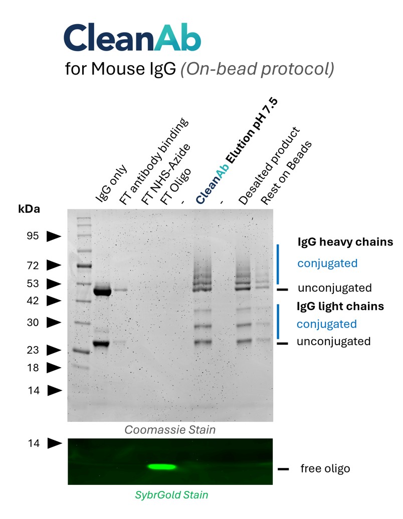 Mouse IgG (anti-Lamin; 66095-1-Ig) was bound to Mouse CleanAb beads (flowthrough in lane 2), then functionalized on beads with NHS-Azide (flowthrough in lane 3) and then with DBCO-Oligo (flowthrough in lane 4). Excess oligo was successfully removed as shown in SYBR Gold DNA staining and the oligo-conjugated IgG was eluted with high recovery at neutral pH (lane 6). Desalting was done with Zeba spin desalting columns (lane 8). Only very little IgG remaining on beads (lane 9).