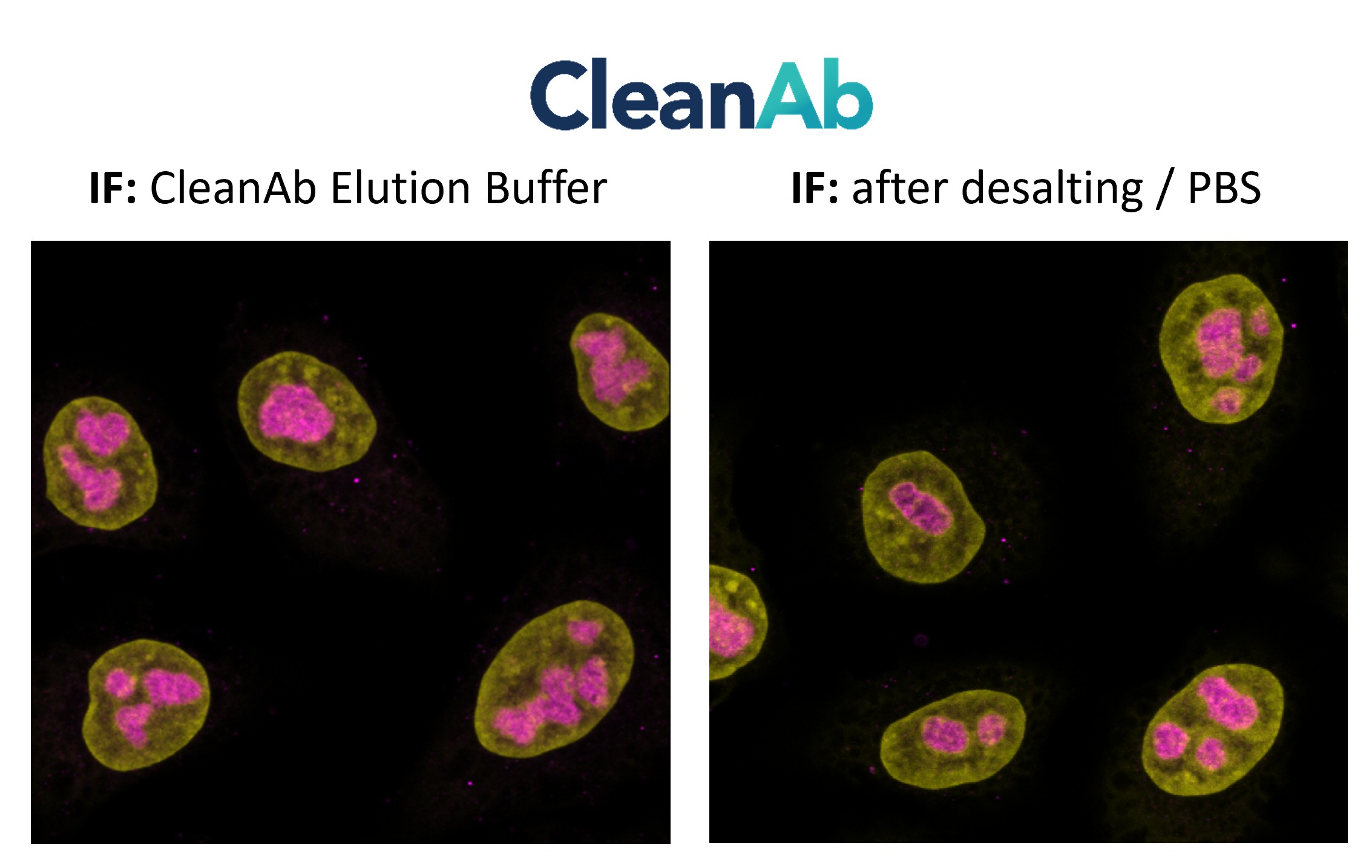 Immunostaining of HeLa cells with mouse anti-B23/NPM1 antibody (60096-1-Ig, 1:100, magenta), chemically conjugated to a 15-nt DNA oligonucleotide and purified using CleanAb beads. Detection was performed by hybridization with an imaging DNA strand labeled with ATTO643. Nuclei were counterstained with DAPI (yellow). Direct comparison of CleanAb product and desalted product demonstrates functionality of both products.