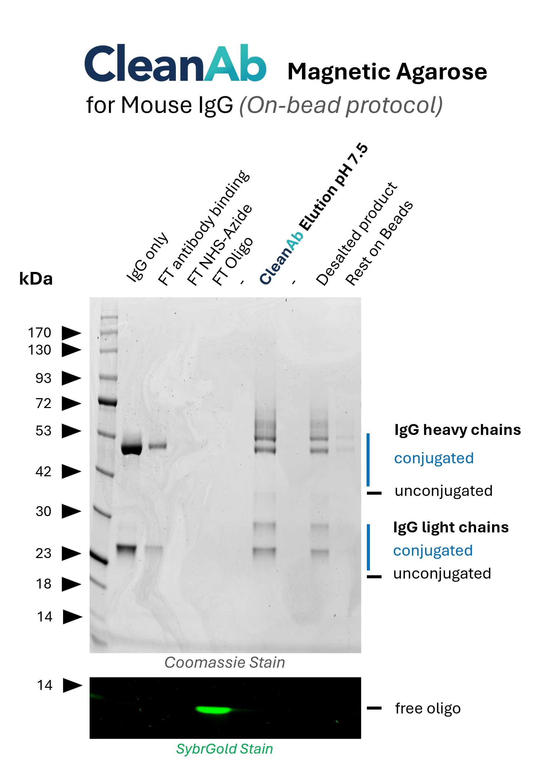 Mouse IgG1 (anti Lamin B1; 66095-1-Ig, lane 1) was bound to CleanAb rabbit beads (magnetic agarose) (flowthrough in lane 2), then functionalized on bead with NHS-Azide (flowthrough in lane 3) and then with DBCO-Oligo (15nt) (flowthrough in lane 4, visible in SYBR Gold staining). Excess oligo was successfully removed as shown in SYBR Gold DNA staining and the oligo-conjugated IgG was eluted with high recovery at neutral pH (lane 6). Mouse IgG1 (anti Lamin B1; 66095-1-Ig, lane 1) was bound to CleanAb rabbit beads (magnetic agarose) (flowthrough in lane 2), then functionalized on bead with NHS-Azide (flowthrough in lane 3) and then with DBCO-Oligo (15nt) (flowthrough in lane 4, visible in SYBR Gold staining). Excess oligo was successfully removed as shown in SYBR Gold DNA staining and the oligo-conjugated IgG was eluted with high recovery at neutral pH (lane 6).
