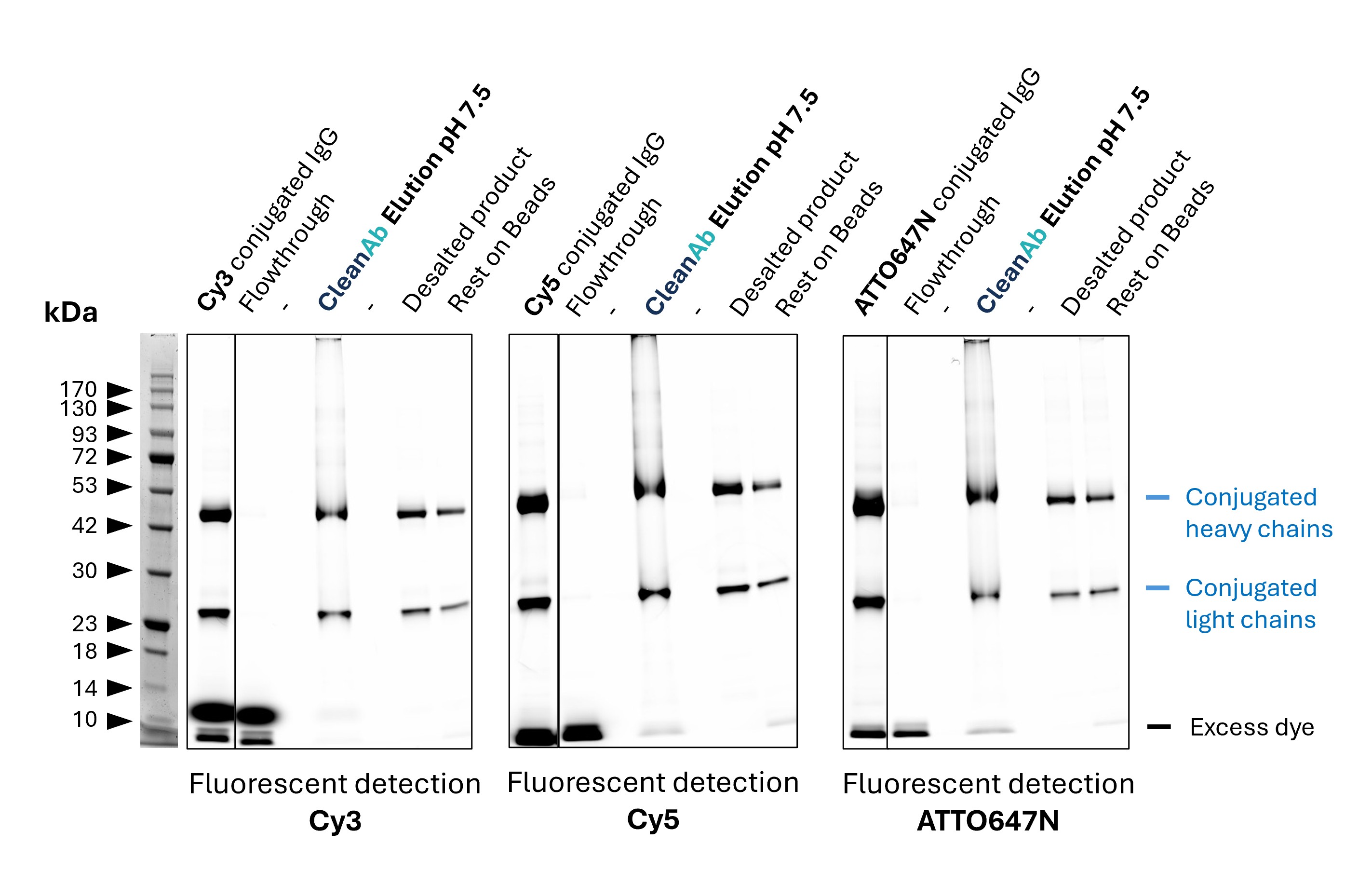 Mouse IgG1 (anti Lamin B1; 66095-1-Ig) was conjugated with NHS-dyes (lane 1 respectively). Post-conjugation clean-up was done using CleanAb Kit (magnetic agarose) for Rabbit IgG (lanes 2-4). At least 95% of excess dye was successfully removed as evident from the faint excess dye band (lane 4). The conjugated IgG was eluted with high recovery (>70%) at neutral pH (lane 4). Desalting was done with Zeba spin desalting columns to exchange buffer after elution (lane 6), successfully removing all residual dye (buffer exchange is only recommended for long term storage or if required for downstream assays). No IgG remains on beads (lane 7). Note: the CleanAb Elution Buffer can interfere with SDS gels, which can make the CleanAb elution appear smeary. Mouse IgG1 (anti Lamin B1; 66095-1-Ig) was conjugated with NHS-dyes (lane 1 respectively). Post-conjugation clean-up was done using CleanAb Kit (magnetic agarose) for Rabbit IgG (lanes 2-4). At least 95% of excess dye was successfully removed as evident from the faint excess dye band (lane 4). The conjugated IgG was eluted with high recovery (>70%) at neutral pH (lane 4). Desalting was done with Zeba spin desalting columns to exchange buffer after elution (lane 6), successfully removing all residual dye (buffer exchange is only recommended for long term storage or if required for downstream assays). No IgG remains on beads (lane 7). Note: the CleanAb Elution Buffer can interfere with SDS gels, which can make the CleanAb elution appear smeary.