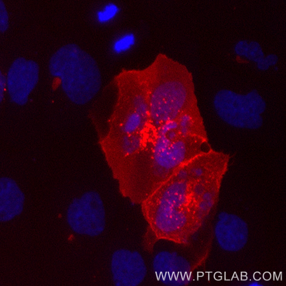 1x10^6 PHA-treated (3d) human PBMCs were surface stained with CL405 CD3 (CL405-65151) then fixed and permeabilized and stained with 1ug CoraLite® Plus 555 conjugated CTLA-4 VHH (CL555-ctl). Right: 1x10^6 PHA-treated (3d) human PBMCs were fixed and permeabilized then stained with 1ug CoraLite® Plus 555 conjugated CTLA-4 VHH (CL555-ctl) (red) or unstained (blue). 1X10^6 untreated human PBMCs were fixed and permeabilized then stained with 1ug CoraLite® Plus 555 conjugated CTLA-4 VHH (CL555-ctl) (black dashed). Cells were treated with FC Receptor Block prior to staining. Cells were fixed and permeabilized using Transfripction Factor Staining Buffer Kit (PF00011). Lymphocytes were gated.