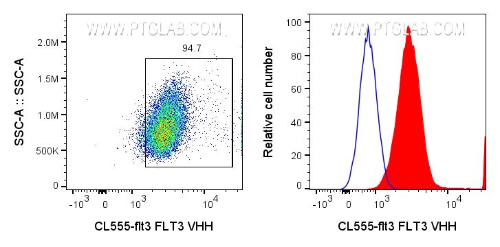 0.5x10^6 KG-1 cells were surface stained with 1ug CoraLite® Plus 555 conjugated FLT3 VHH (CL555-flt3) (red) or unstained (blue).
