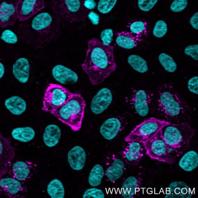 HeLa cells transfected with human CTLA-4 were immunostained with CoraLite® Plus 647 conjugated CTLA-4 VHH (CL647-ctl) (1:500, magenta). Nuclei were stained with DAPI (cyan). Epifluorescence images were acquired with a 40x objective and post-processed. 
Comment: Immunostaining with CL647-ctl can be performed live or after formaldehyde fixation.