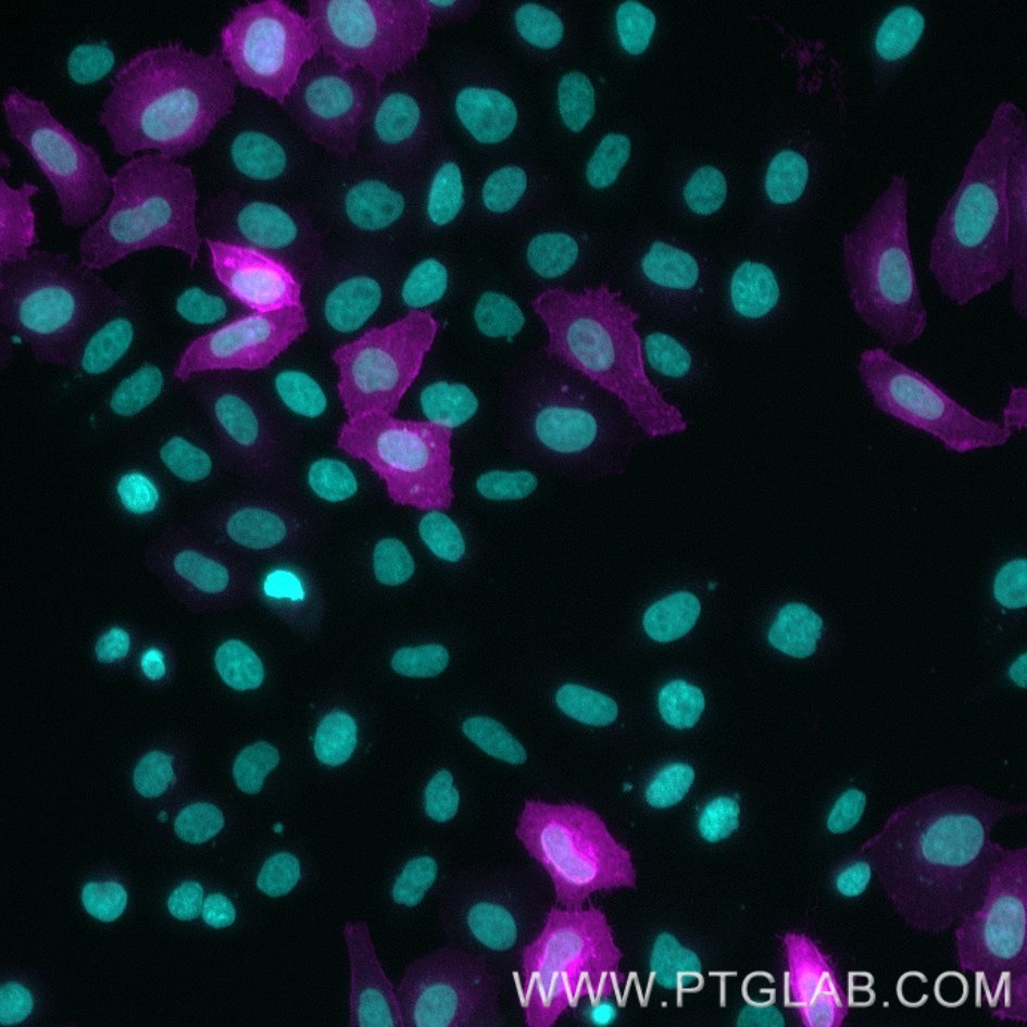 HeLa cells transfected with human FLT-3 were immunostained with CoraLite Plus 647 conjugated FLT3 VHH (1:500, magenta). Nuclei were stained with DAPI (blue or cyan). Epifluorescence images were acquired with a 20x objective and post-processed. 
Comment: Immunostaining with CoraLite Plus 647 conjugated FLT3 VHH can be performed live or after formaldehyde fixation.
