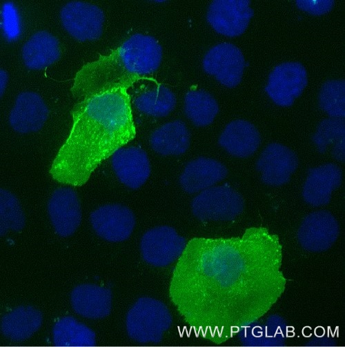 A431 cells transfected with human PD-L1 were immunostained with FITC Plus conjugated-PD-L1 VHH (FITC-pdlo) (1:1000, green). Nuclei were stained with DAPI (blue). Epifluorescence images were acquired with a 20x objective and post-processed. 

Comment: Immunostaining with FITC-pdlo can be performed live or after formaldehyde fixation.