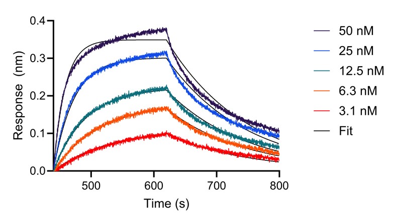 BLI analysis of the interaction between varying concentrations of anti-IL-28A VHH and immobilised, biotinylated HumanKine IL-28A (HZ-1235). Fit indicates fitting of data to a 1:1 binding model.