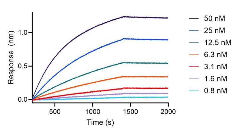 BLI analysis of the capture of varying concentrations of HumanKine IL-6 (HZ-1019) by biotinylated anti-IL-6 VHH (IL6-b). Please note the higher apparent affinity owing to avidity effects (dimerization of the cytokine).