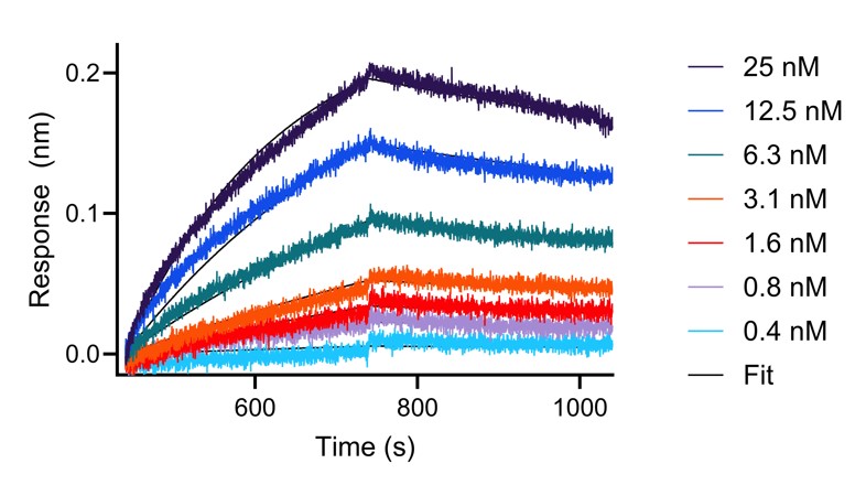 BLI analysis of the interaction between varying concentrations of anti-IL-6 VHH and immobilised, biotinylated HumanKine IL-6 (HZ-1019). Fit indicates fitting of data to a 1:1 binding model.