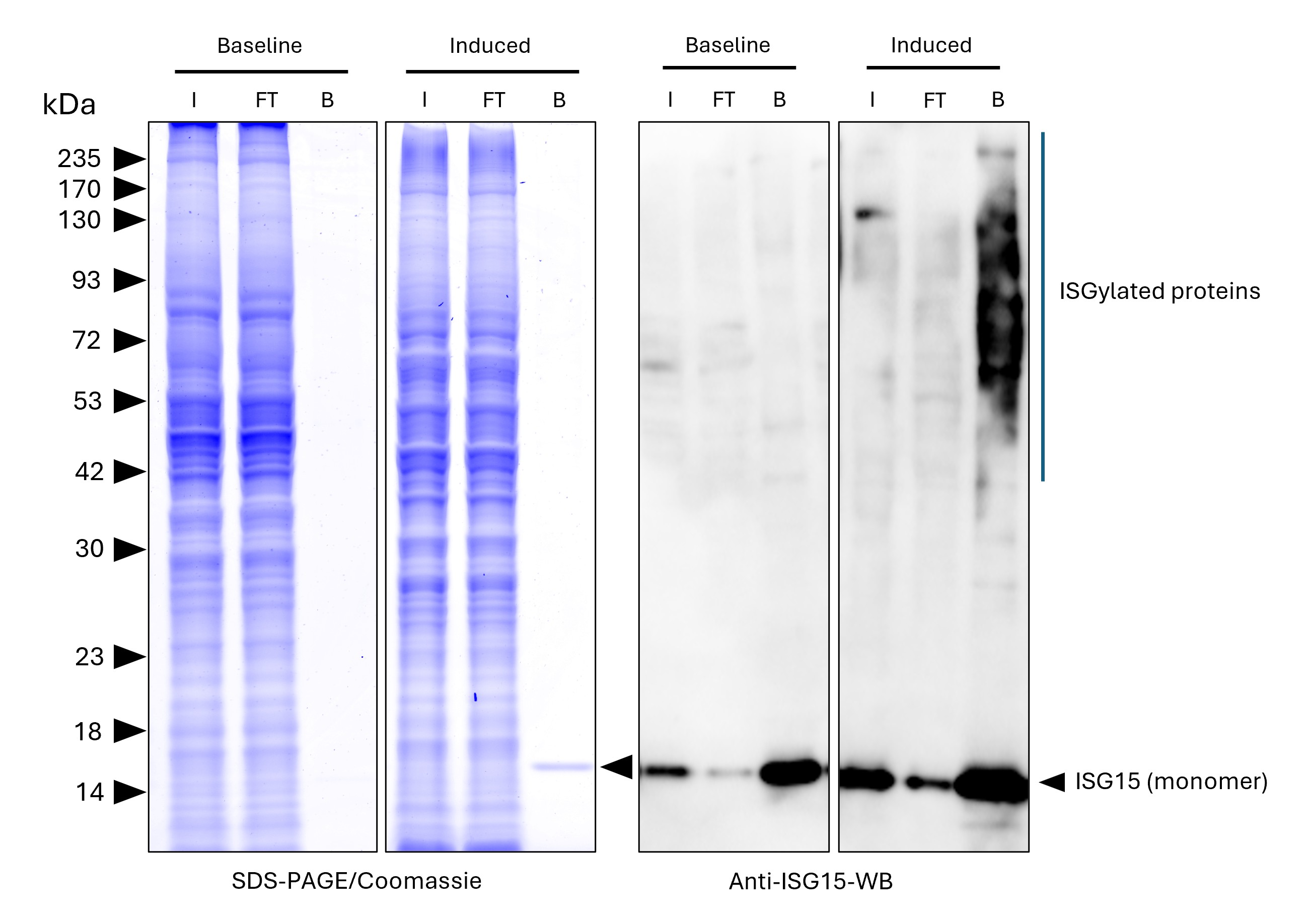 ISG15-Trap agarose (MG-3001A) was used to immunoprecipitate endogenous ISG15 and ISGylated proteins from untreated human HEPG2 cells (baseline) and interferon-β treated HepG2 cells (induced). Lysis was achieved with RIPA Buffer. For each IP, samples of the input lysate (I), non-bound flow-through (FT), and bound (B) fractions were analyzed via Coomassie stained SDS-PAGE & Western blot. Anti-ISG15 polyclonal antibody (15981-1-AP) and Multi-rAb® HRP-Goat Anti-Rabbit Recombinant Secondary Antibody (H+L) (RGAR001) were used in the Western blot analysis. The Trap shows efficient IP of endogenous ISG15 and ISGylated proteins with low background. ISG15-Trap agarose (MG-3001A) was used to immunoprecipitate endogenous ISG15 and ISGylated proteins from untreated human HEPG2 cells (baseline) and interferon-β treated HepG2 cells (induced). Lysis was achieved with RIPA Buffer. For each IP, samples of the input lysate (I), non-bound flow-through (FT), and bound (B) fractions were analyzed via Coomassie stained SDS-PAGE & Western blot. Anti-ISG15 polyclonal antibody (15981-1-AP) and Multi-rAb® HRP-Goat Anti-Rabbit Recombinant Secondary Antibody (H+L) (RGAR001) were used in the Western blot analysis. The Trap shows efficient IP of endogenous ISG15 and ISGylated proteins with low background.