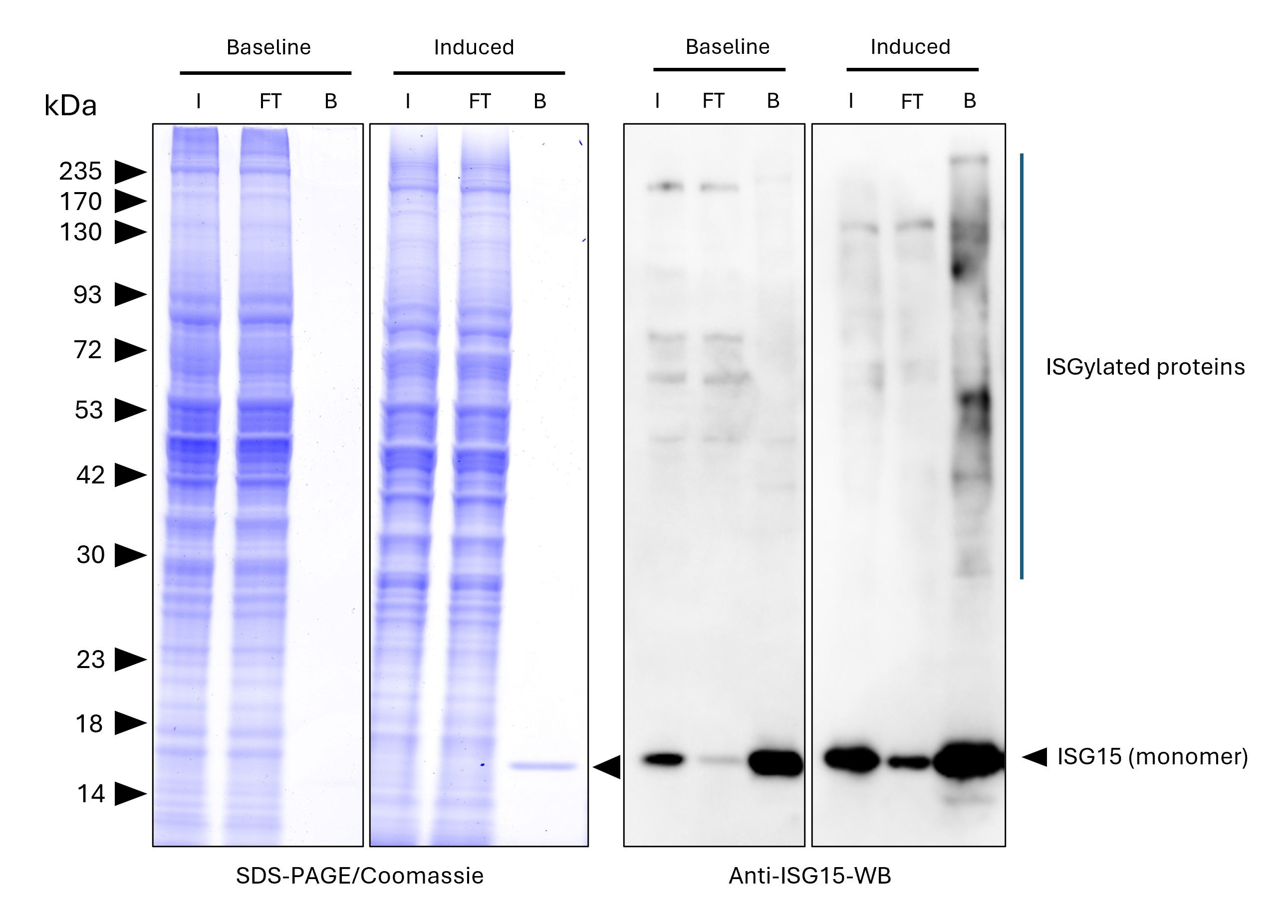 ISG15-Trap agarose (MG-3001A) was used to immunoprecipitate endogenous ISG15 and ISGylated proteins from untreated human HEPG2 cells (baseline) and interferon-β treated HepG2 cells (induced). Lysis was achieved with standard Lysis buffer. For each IP, samples of the input lysate (I), non-bound flow-through (FT), and bound (B) fractions were analyzed via Coomassie stained SDS-PAGE & Western blot. Anti-ISG15 polyclonal antibody (15981-1-AP) and Multi-rAb® HRP-Goat Anti-Rabbit Recombinant Secondary Antibody (H+L) (RGAR001) were used in the Western blot analysis. The Trap shows efficient IP of endogenous ISG15 and ISGylated proteins with low background. ISG15-Trap agarose (MG-3001A) was used to immunoprecipitate endogenous ISG15 and ISGylated proteins from untreated human HEPG2 cells (baseline) and interferon-β treated HepG2 cells (induced). Lysis was achieved with standard Lysis buffer. For each IP, samples of the input lysate (I), non-bound flow-through (FT), and bound (B) fractions were analyzed via Coomassie stained SDS-PAGE & Western blot. Anti-ISG15 polyclonal antibody (15981-1-AP) and Multi-rAb® HRP-Goat Anti-Rabbit Recombinant Secondary Antibody (H+L) (RGAR001) were used in the Western blot analysis. The Trap shows efficient IP of endogenous ISG15 and ISGylated proteins with low background.