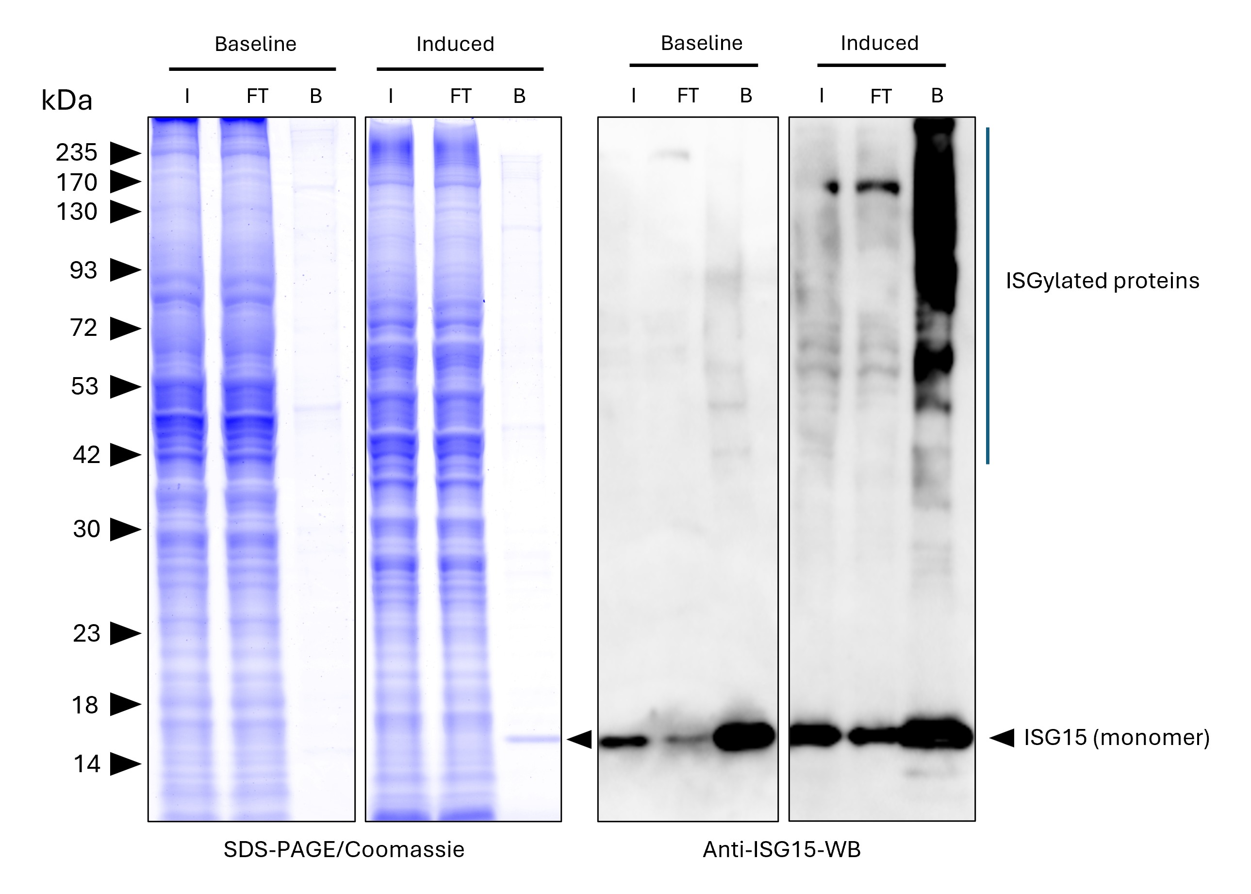 ISG15-Trap magnetic agarose (MG-3001MA) was used to immunoprecipitate endogenous ISG15 and ISGylated proteins from untreated human HEPG2 cells (baseline) and interferon-β treated HepG2 cells (induced). Lysis was achieved with RIPA buffer. For each IP, samples of the input lysate (I), non-bound flow-through (FT), and bound (B) fractions were analyzed via Coomassie stained SDS-PAGE & Western blot. Anti-ISG15 polyclonal antibody (15981-1-AP) Multi-rAb® HRP-Goat Anti-Rabbit Recombinant Secondary Antibody (H+L) (RGAR001) were used in the Western blot analysis. The Trap shows efficient IP of endogenous ISG15 and ISGylated proteins with low background. ISG15-Trap magnetic agarose (MG-3001MA) was used to immunoprecipitate endogenous ISG15 and ISGylated proteins from untreated human HEPG2 cells (baseline) and interferon-β treated HepG2 cells (induced). Lysis was achieved with RIPA buffer. For each IP, samples of the input lysate (I), non-bound flow-through (FT), and bound (B) fractions were analyzed via Coomassie stained SDS-PAGE & Western blot. Anti-ISG15 polyclonal antibody (15981-1-AP) Multi-rAb® HRP-Goat Anti-Rabbit Recombinant Secondary Antibody (H+L) (RGAR001) were used in the Western blot analysis. The Trap shows efficient IP of endogenous ISG15 and ISGylated proteins with low background.