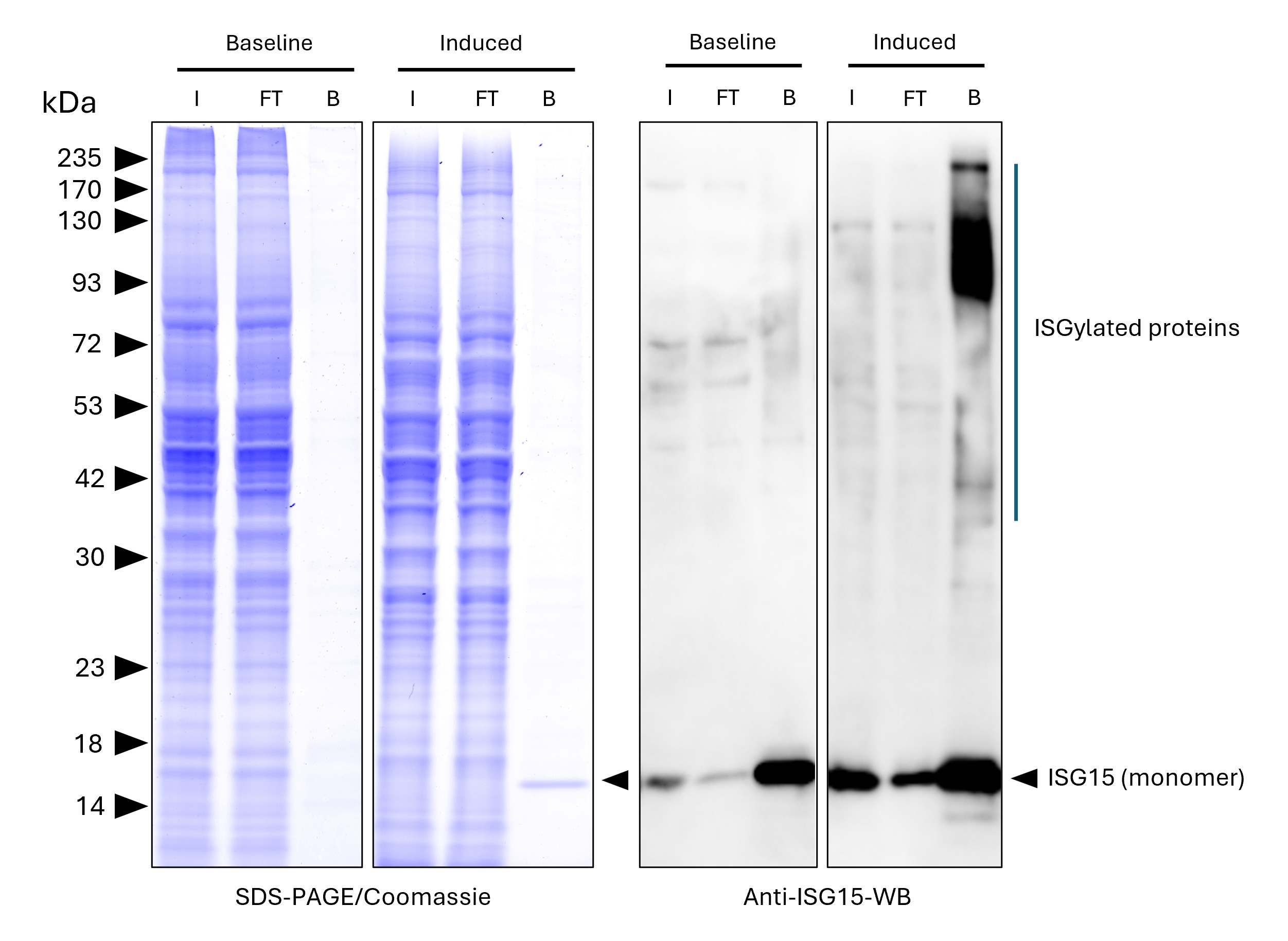 ISG15-Trap magnetic agarose (MG-3001MA) was used to immunoprecipitate endogenous ISG15 and ISGylated proteins from untreated human HEPG2 cells (baseline) and interferon-β treated HepG2 cells (induced). Lysis was achieved with standard Lysis buffer. For each IP, samples of the input lysate (I), non-bound flow-through (FT), and bound (B) fractions were analyzed via Coomassie stained SDS-PAGE & Western blot. Anti-ISG15 polyclonal antibody (15981-1-AP) and Multi-rAb® HRP-Goat Anti-Rabbit Recombinant Secondary Antibody (H+L) (RGAR001) were used in the Western blot analysis. The Trap shows efficient IP of endogenous ISG15 and ISGylated proteins with low background. ISG15-Trap magnetic agarose (MG-3001MA) was used to immunoprecipitate endogenous ISG15 and ISGylated proteins from untreated human HEPG2 cells (baseline) and interferon-β treated HepG2 cells (induced). Lysis was achieved with standard Lysis buffer. For each IP, samples of the input lysate (I), non-bound flow-through (FT), and bound (B) fractions were analyzed via Coomassie stained SDS-PAGE & Western blot. Anti-ISG15 polyclonal antibody (15981-1-AP) and Multi-rAb® HRP-Goat Anti-Rabbit Recombinant Secondary Antibody (H+L) (RGAR001) were used in the Western blot analysis. The Trap shows efficient IP of endogenous ISG15 and ISGylated proteins with low background.