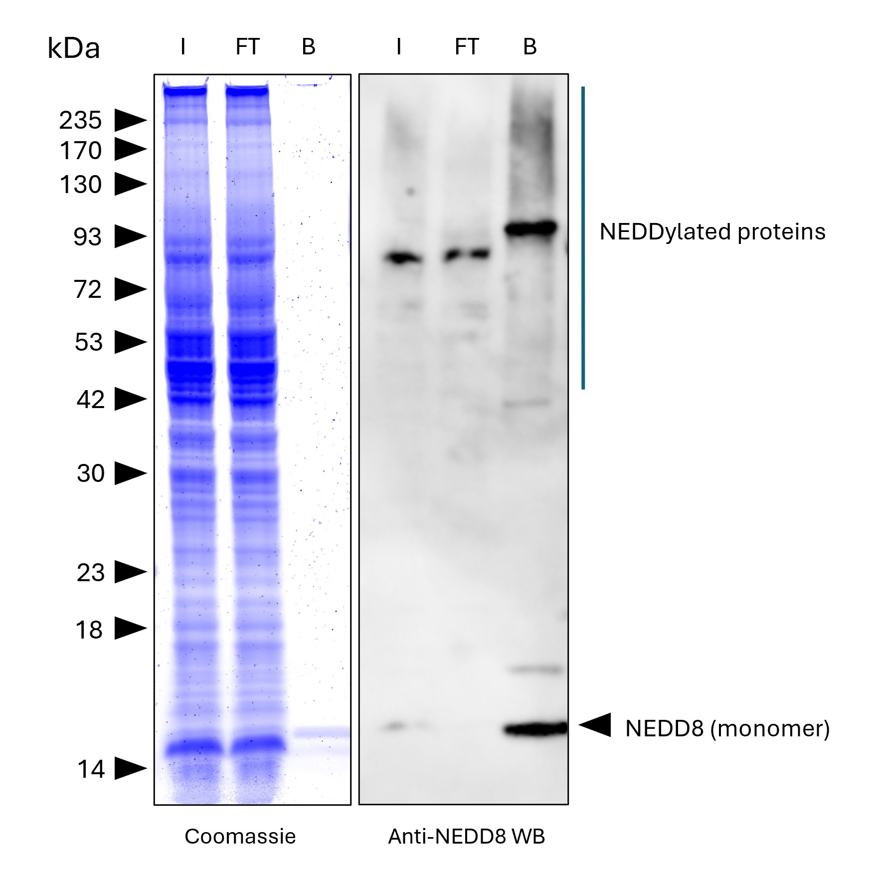 NEDD8-Trap Agarose (MG-3002A) was used to immunoprecipitate endogenous NEDD8 and NEDDylated proteins from human HEPG2 cells. Lysis was achieved with RIPA buffer. For each IP, samples of the input lysate (I), non-bound flow-through (FT), and bound (B) fractions were analyzed via Coomassie stained SDS-PAGE & Western blot. Anti-NEDD8 polyclonal antibody (16777-1-AP) and Multi-rAb® HRP-Goat Anti-Rabbit Recombinant Secondary Antibody (H+L) (RGAR001) were used in the Western blot analysis. The Trap shows efficient IP of endogenous NEDD8 and NEDDylated proteins with low background. NEDD8-Trap Agarose (MG-3002A) was used to immunoprecipitate endogenous NEDD8 and NEDDylated proteins from human HEPG2 cells. Lysis was achieved with RIPA buffer. For each IP, samples of the input lysate (I), non-bound flow-through (FT), and bound (B) fractions were analyzed via Coomassie stained SDS-PAGE & Western blot. Anti-NEDD8 polyclonal antibody (16777-1-AP) and Multi-rAb® HRP-Goat Anti-Rabbit Recombinant Secondary Antibody (H+L) (RGAR001) were used in the Western blot analysis. The Trap shows efficient IP of endogenous NEDD8 and NEDDylated proteins with low background.