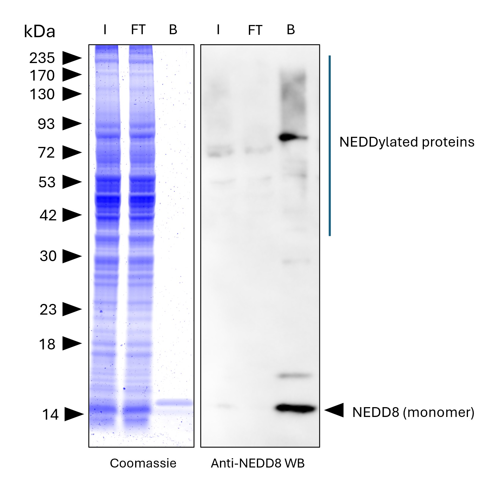 NEDD8-Trap Agarose (MG-3002A) was used to immunoprecipitate endogenous NEDD8 and NEDDylated proteins from human HEPG2 cells. Lysis was achieved with standard Lysis buffer. For each IP, samples of the input lysate (I), non-bound flow-through (FT), and bound (B) fractions were analyzed via Coomassie stained SDS-PAGE & Western blot. Anti-NEDD8 polyclonal antibody (16777-1-AP) and Multi-rAb® HRP-Goat Anti-Rabbit Recombinant Secondary Antibody (H+L) (RGAR001) were used in the Western blot analysis. The Trap shows efficient IP of endogenous NEDD8 and NEDDylated proteins with low background. NEDD8-Trap Agarose (MG-3002A) was used to immunoprecipitate endogenous NEDD8 and NEDDylated proteins from human HEPG2 cells. Lysis was achieved with standard Lysis buffer. For each IP, samples of the input lysate (I), non-bound flow-through (FT), and bound (B) fractions were analyzed via Coomassie stained SDS-PAGE & Western blot. Anti-NEDD8 polyclonal antibody (16777-1-AP) and Multi-rAb® HRP-Goat Anti-Rabbit Recombinant Secondary Antibody (H+L) (RGAR001) were used in the Western blot analysis. The Trap shows efficient IP of endogenous NEDD8 and NEDDylated proteins with low background.