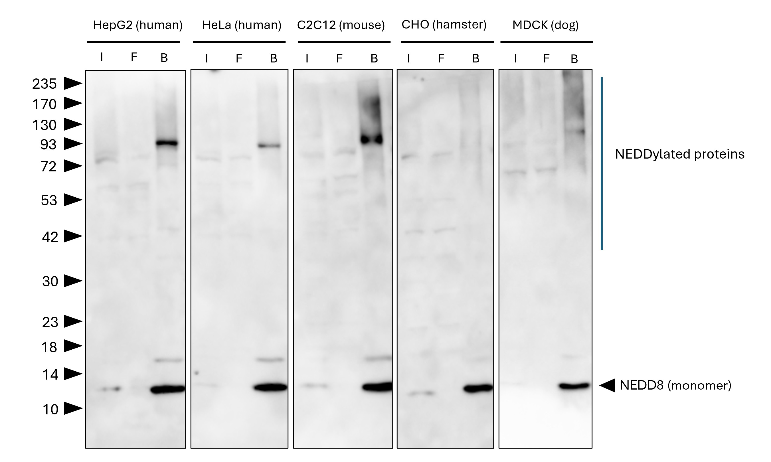 NEDD8-Trap Agarose (MG-3002A) was used to immunoprecipitate endogenous NEDD8 and NEDDylated proteins from different species / cell lines. Lysis was achieved with standard Lysis buffer. For each IP, samples of the input lysate (I), non-bound flow-through (FT), and bound (B) fractions were analyzed via Western blot. Anti-NEDD8 polyclonal antibody (16777-1-AP) and Multi-rAb® HRP-Goat Anti-Rabbit Recombinant Secondary Antibody (H+L) (RGAR001) were used in the Western blot analysis. The Trap shows efficient IP of endogenous NEDD8 and NEDDylated proteins with low background. NEDD8-Trap Agarose (MG-3002A) was used to immunoprecipitate endogenous NEDD8 and NEDDylated proteins from different species / cell lines. Lysis was achieved with standard Lysis buffer. For each IP, samples of the input lysate (I), non-bound flow-through (FT), and bound (B) fractions were analyzed via Western blot. Anti-NEDD8 polyclonal antibody (16777-1-AP) and Multi-rAb® HRP-Goat Anti-Rabbit Recombinant Secondary Antibody (H+L) (RGAR001) were used in the Western blot analysis. The Trap shows efficient IP of endogenous NEDD8 and NEDDylated proteins with low background.