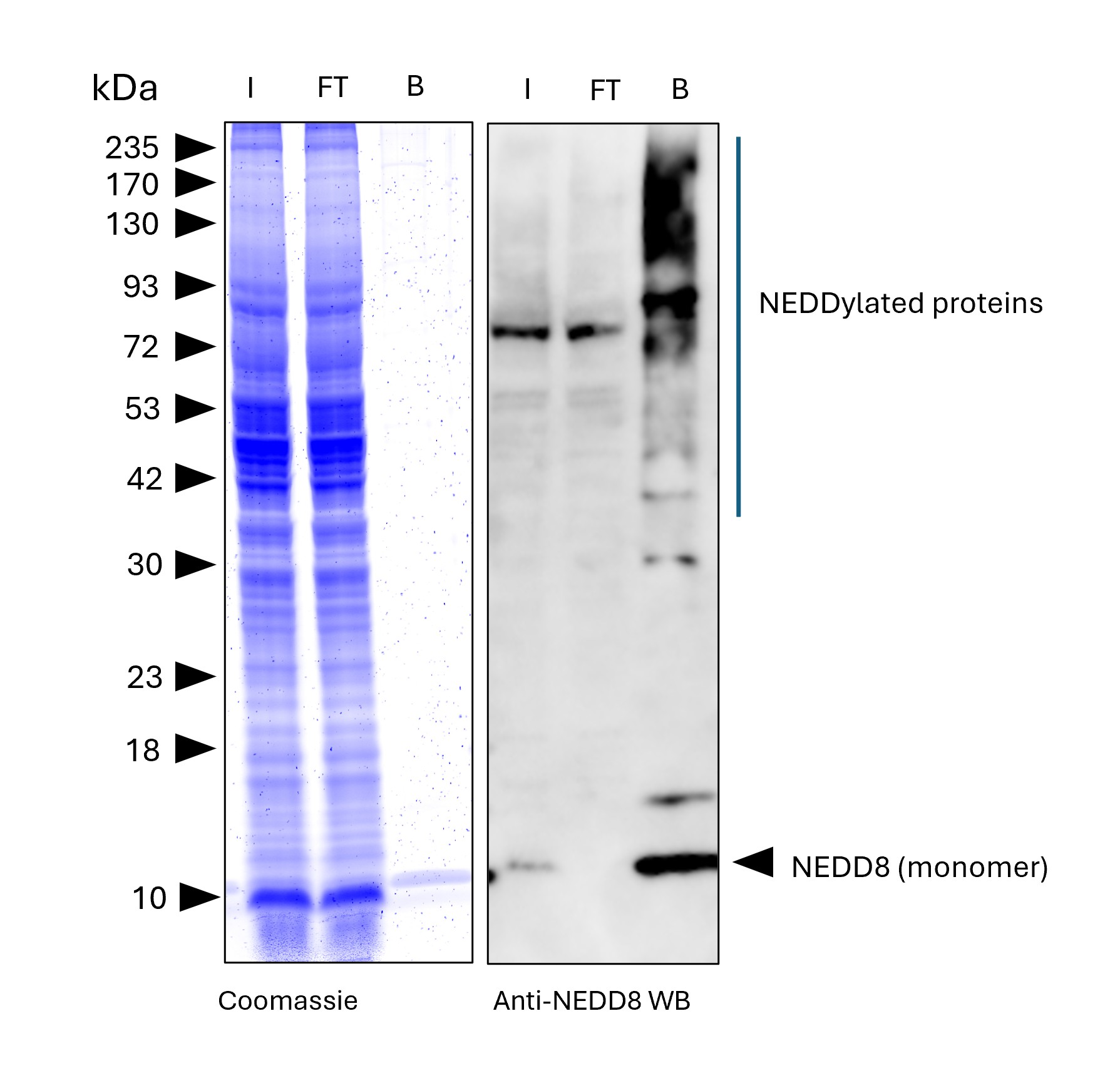 NEDD8-Trap Magnetic Agarose (MG-3002MA) was used to immunoprecipitate endogenous NEDD8 and NEDDylated proteins from human HEPG2 cells. Lysis was achieved with RIPA buffer. For each IP, samples of the input lysate (I), non-bound flow-through (FT), and bound (B) fractions were analyzed via Coomassie stained SDS-PAGE & Western blot. Anti-NEDD8 polyclonal antibody (16777-1-AP) and Multi-rAb® HRP-Goat Anti-Rabbit Recombinant Secondary Antibody (H+L) (RGAR001) were used in the Western blot analysis. The Trap shows efficient IP of endogenous NEDD8 and NEDDylated proteins with low background. NEDD8-Trap Magnetic Agarose (MG-3002MA) was used to immunoprecipitate endogenous NEDD8 and NEDDylated proteins from human HEPG2 cells. Lysis was achieved with RIPA buffer. For each IP, samples of the input lysate (I), non-bound flow-through (FT), and bound (B) fractions were analyzed via Coomassie stained SDS-PAGE & Western blot. Anti-NEDD8 polyclonal antibody (16777-1-AP) and Multi-rAb® HRP-Goat Anti-Rabbit Recombinant Secondary Antibody (H+L) (RGAR001) were used in the Western blot analysis. The Trap shows efficient IP of endogenous NEDD8 and NEDDylated proteins with low background.