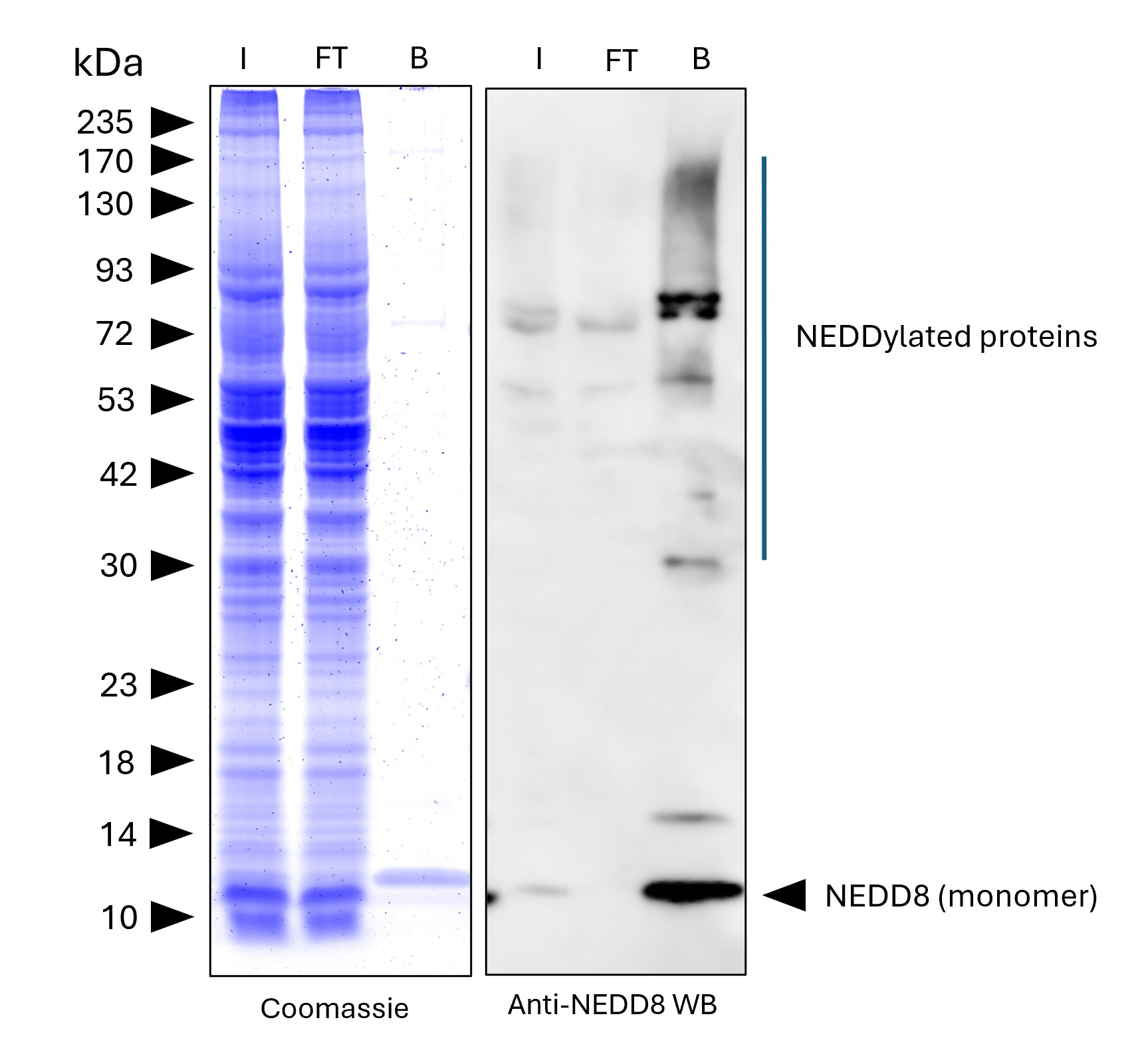 NEDD8-Trap Agarose (MG-3002A) was used to immunoprecipitate endogenous NEDD8 and NEDDylated proteins from human HEPG2 cells. Lysis was achieved with standard Lysis buffer. For each IP, samples of the input lysate (I), non-bound flow-through (FT), and bound (B) fractions were analyzed via Coomassie stained SDS-PAGE & Western blot. Anti-NEDD8 polyclonal antibody (16777-1-AP) and Multi-rAb® HRP-Goat Anti-Rabbit Recombinant Secondary Antibody (H+L) (RGAR001) were used in the Western blot analysis. The Trap shows efficient IP of endogenous NEDD8 and NEDDylated proteins with low background. NEDD8-Trap Agarose (MG-3002A) was used to immunoprecipitate endogenous NEDD8 and NEDDylated proteins from human HEPG2 cells. Lysis was achieved with standard Lysis buffer. For each IP, samples of the input lysate (I), non-bound flow-through (FT), and bound (B) fractions were analyzed via Coomassie stained SDS-PAGE & Western blot. Anti-NEDD8 polyclonal antibody (16777-1-AP) and Multi-rAb® HRP-Goat Anti-Rabbit Recombinant Secondary Antibody (H+L) (RGAR001) were used in the Western blot analysis. The Trap shows efficient IP of endogenous NEDD8 and NEDDylated proteins with low background.