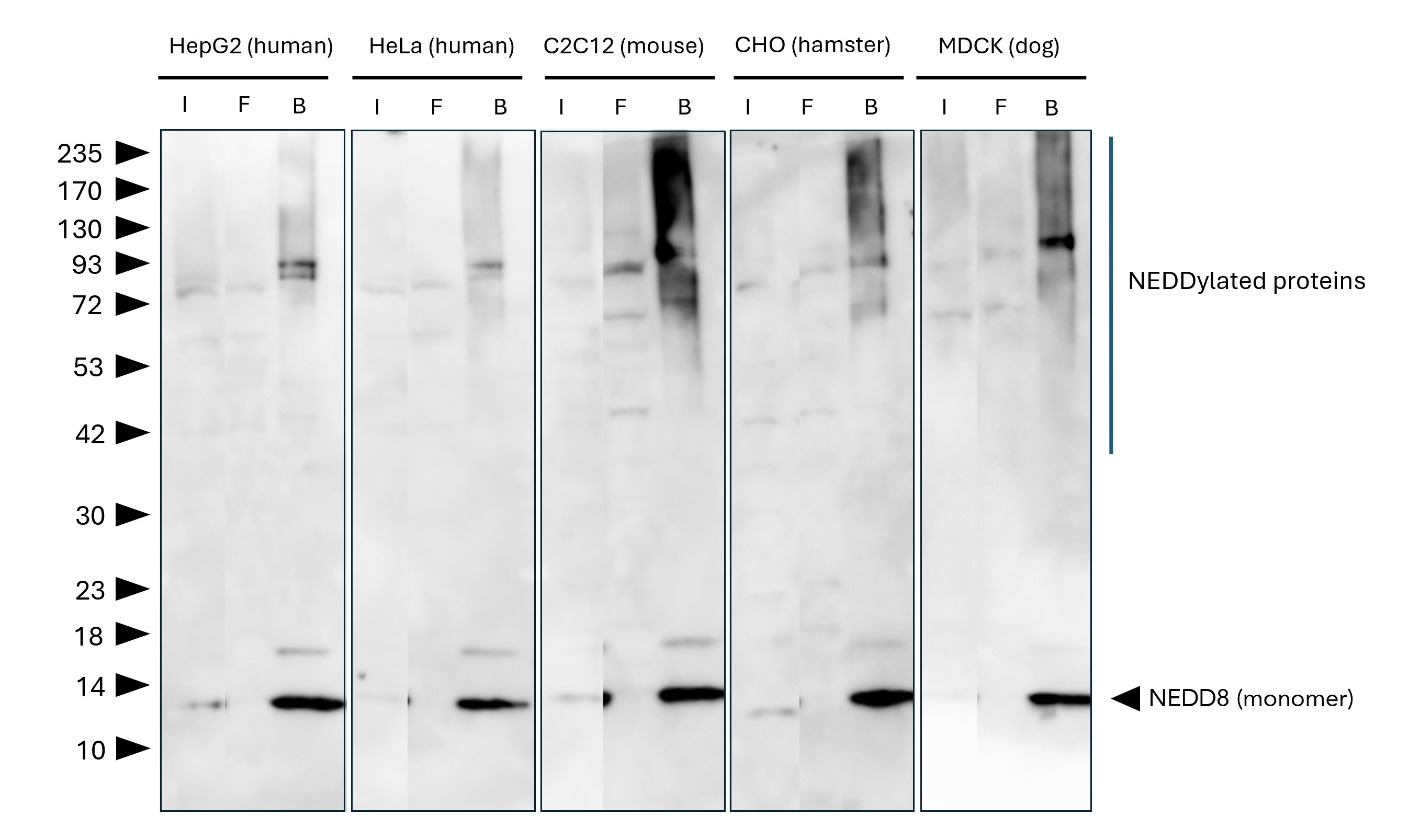 NEDD8-Trap Magnetic Agarose (MG-3002MA) was used to immunoprecipitate endogenous NEDD8 and NEDDylated proteins from different species / cell lines. Lysis was achieved with standard Lysis buffer. For each IP, samples of the input lysate (I), non-bound flow-through (FT), and bound (B) fractions were analyzed via Western blot. Anti-NEDD8 polyclonal antibody (16777-1-AP) and Multi-rAb® HRP-Goat Anti-Rabbit Recombinant Secondary Antibody (H+L) (RGAR001) were used in the Western blot analysis. The Trap shows efficient IP of endogenous NEDD8 and NEDDylated proteins with low background. NEDD8-Trap Magnetic Agarose (MG-3002MA) was used to immunoprecipitate endogenous NEDD8 and NEDDylated proteins from different species / cell lines. Lysis was achieved with standard Lysis buffer. For each IP, samples of the input lysate (I), non-bound flow-through (FT), and bound (B) fractions were analyzed via Western blot. Anti-NEDD8 polyclonal antibody (16777-1-AP) and Multi-rAb® HRP-Goat Anti-Rabbit Recombinant Secondary Antibody (H+L) (RGAR001) were used in the Western blot analysis. The Trap shows efficient IP of endogenous NEDD8 and NEDDylated proteins with low background.