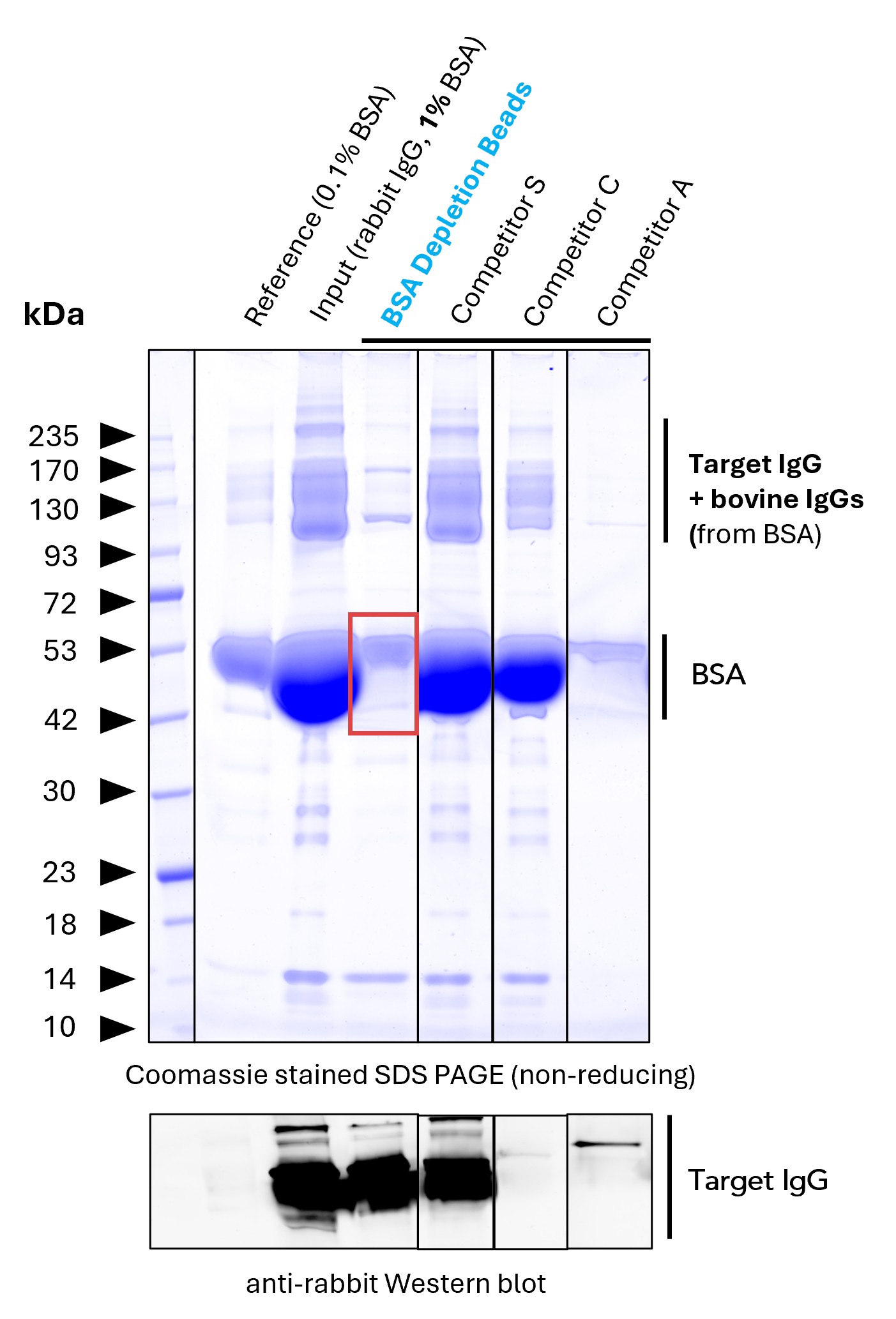 <b>BSA depletion benchmarking.</b> <br>Proteintech BSA Depletion Beads (Lane 4) were evaluated for BSA depletion efficiency and compared with competitor products. The BSA reference (Lane 2) contains 0.1% BSA and is contaminated with bovine IgG (which is normal). The input antibody contains 1% BSA (lane 3). Proteintech BSA Depletion Beads removes approximately 90% of the BSA. In contrast, competitor products leave high residual BSA levels, thus also failing to remove bovine IgG that interferes with accurate quantification of the target IgG (Lanes 5 and 6). Other competitor products also exhibit reduced recovery of the target IgG (Lane 7), most evident from the Western blot result. Western blot analysis using an anti-rabbit IgG antibody confirms efficient recovery of the target IgG following Proteintech BSA Depletion Beads treatment, with no evident loss of the target IgG (here: rabbit IgG). <b>BSA depletion benchmarking.</b> <br>Proteintech BSA Depletion Beads (Lane 4) were evaluated for BSA depletion efficiency and compared with competitor products. The BSA reference (Lane 2) contains 0.1% BSA and is contaminated with bovine IgG (which is normal). The input antibody contains 1% BSA (lane 3). Proteintech BSA Depletion Beads removes approximately 90% of the BSA. In contrast, competitor products leave high residual BSA levels, thus also failing to remove bovine IgG that interferes with accurate quantification of the target IgG (Lanes 5 and 6). Other competitor products also exhibit reduced recovery of the target IgG (Lane 7), most evident from the Western blot result. Western blot analysis using an anti-rabbit IgG antibody confirms efficient recovery of the target IgG following Proteintech BSA Depletion Beads treatment, with no evident loss of the target IgG (here: rabbit IgG).