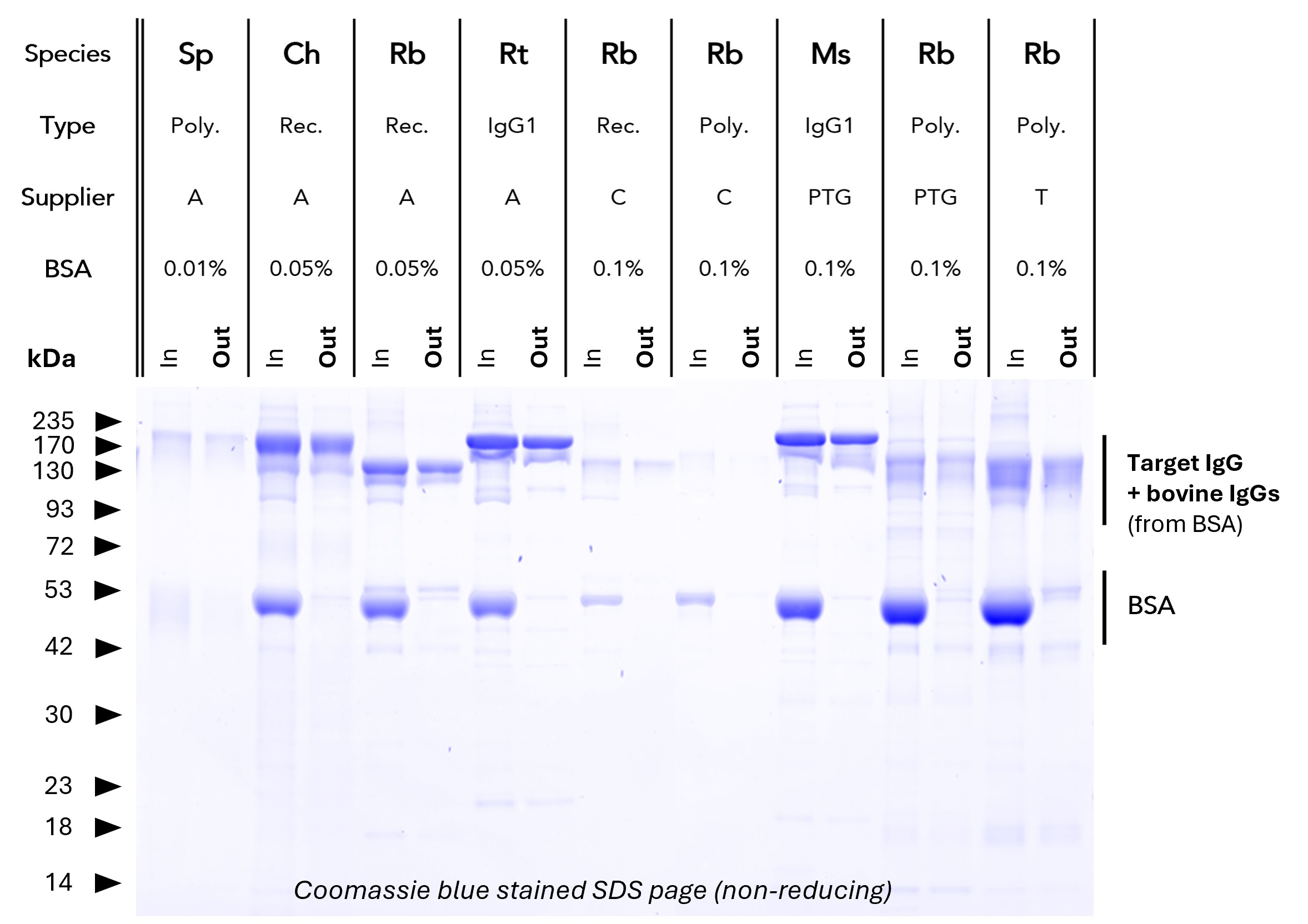 <b>BSA depletion from various antibodies.</b> Proteintech BSA Depletion Magnetic Agarose was validated with antibodies from various suppliers and with varying BSA content (from 0 – 0.1%). IgGs run at ~150 kDa (non-reducing SDS PAGE), BSA runs at ~50 kDa. Comparing the Input (In) vs. output (Out) lanes consistently shows successful removal of BSA with minimal residual BSA in the output fraction. Poly = Polyclonal, Ms = Mouse, Rb = Rabbit, Ch, Sp = Sheep, Ch = Chicken, Rt = Rat <b>BSA depletion from various antibodies.</b> Proteintech BSA Depletion Magnetic Agarose was validated with antibodies from various suppliers and with varying BSA content (from 0 – 0.1%). IgGs run at ~150 kDa (non-reducing SDS PAGE), BSA runs at ~50 kDa. Comparing the Input (In) vs. output (Out) lanes consistently shows successful removal of BSA with minimal residual BSA in the output fraction. Poly = Polyclonal, Ms = Mouse, Rb = Rabbit, Ch, Sp = Sheep, Ch = Chicken, Rt = Rat