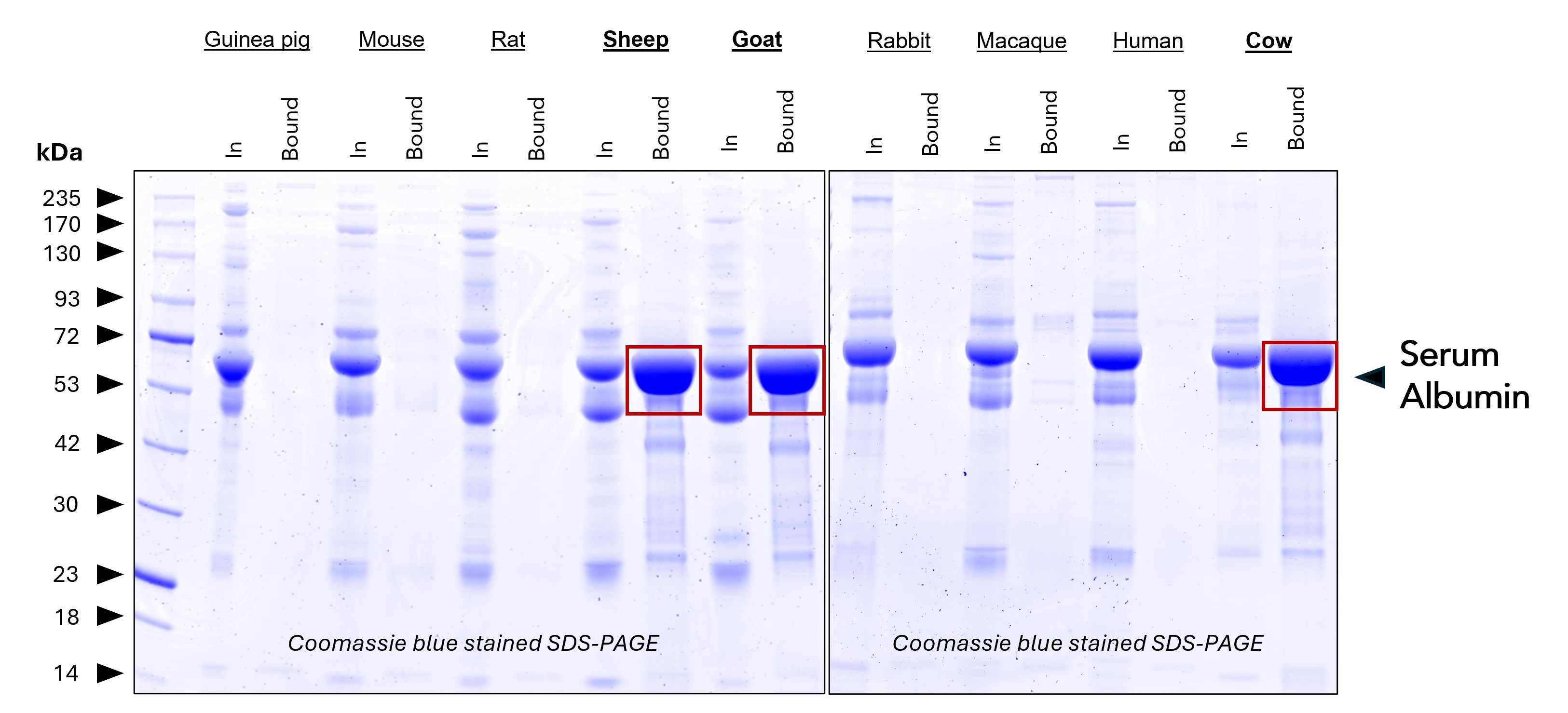 Immunoprecipitation of serum albumin from different species using BSA Depletion Agarose. BSA Depletion beads were used to test for cross reactivity to albumnin from other species. As expected, strong cross-reactivity to albumin from closely related species (<b>bovid family: sheep, goat</b>) can be observed. Other serum albumin species do not bind to the beads (e.g., <b>HSA</b> from humans). Immunoprecipitation of serum albumin from different species using BSA Depletion Agarose. BSA Depletion beads were used to test for cross reactivity to albumnin from other species. As expected, strong cross-reactivity to albumin from closely related species (<b>bovid family: sheep, goat</b>) can be observed. Other serum albumin species do not bind to the beads (e.g., <b>HSA</b> from humans).