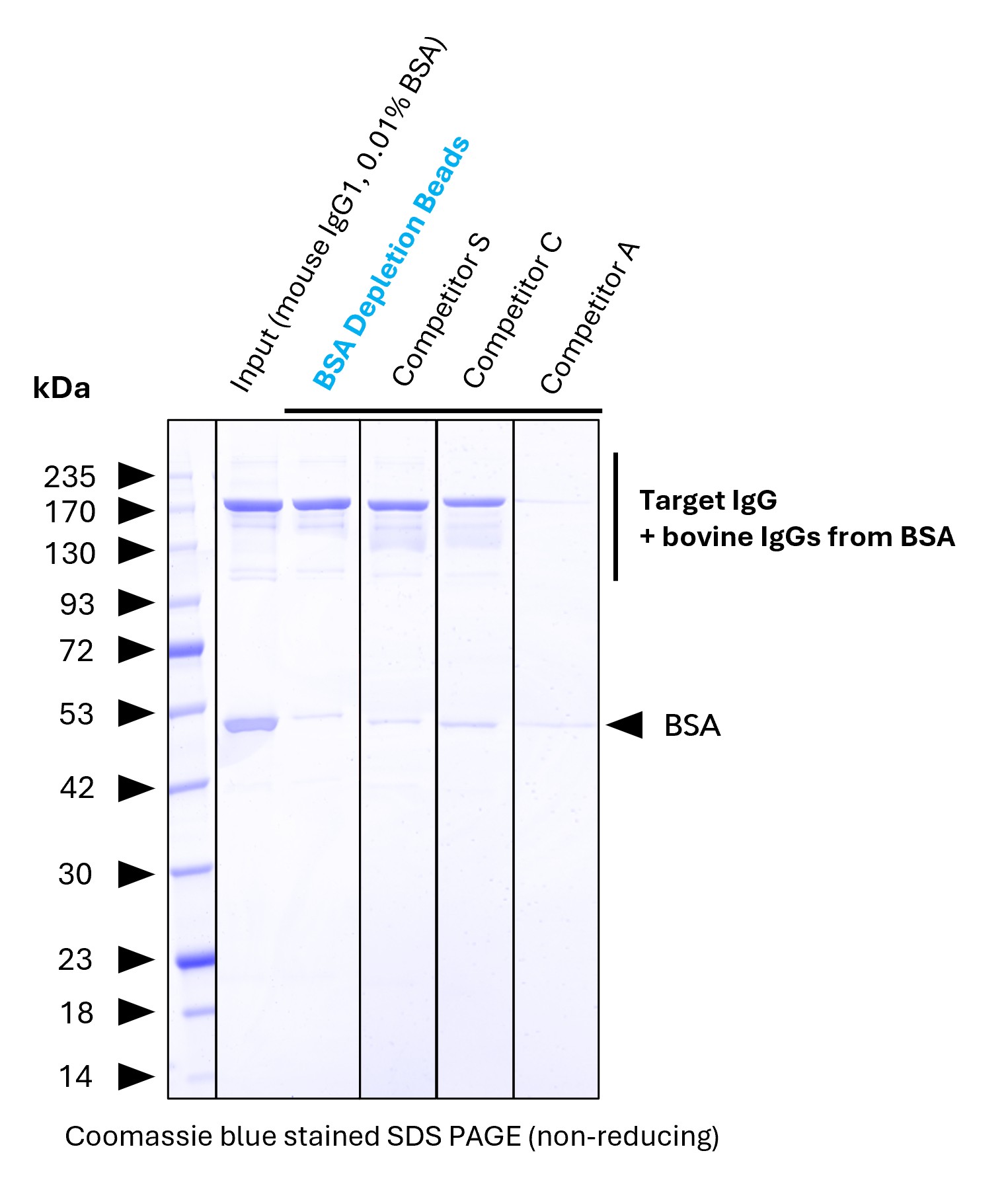 <b>BSA depletion benchmarking.</b> <br>Proteintech BSA Depletion Agarose (Lane 4) was evaluated for BSA depletion efficiency and compared with competitor products. The BSA reference (Lane 2) contains 0.1% BSA and is contaminated with bovine IgG (which is normal). The starting antibody contains 0.01% BSA. Proteintech BSA Depletion Beads remove approximately 95% of the BSA. In contrast, competitor products partly leave higher residual BSA levels. Other competitor products also exhibit reduced recovery of the target IgG (Lane 7). <b>BSA depletion benchmarking.</b> <br>Proteintech BSA Depletion Agarose (Lane 4) was evaluated for BSA depletion efficiency and compared with competitor products. The BSA reference (Lane 2) contains 0.1% BSA and is contaminated with bovine IgG (which is normal). The starting antibody contains 0.01% BSA. Proteintech BSA Depletion Beads remove approximately 95% of the BSA. In contrast, competitor products partly leave higher residual BSA levels. Other competitor products also exhibit reduced recovery of the target IgG (Lane 7).