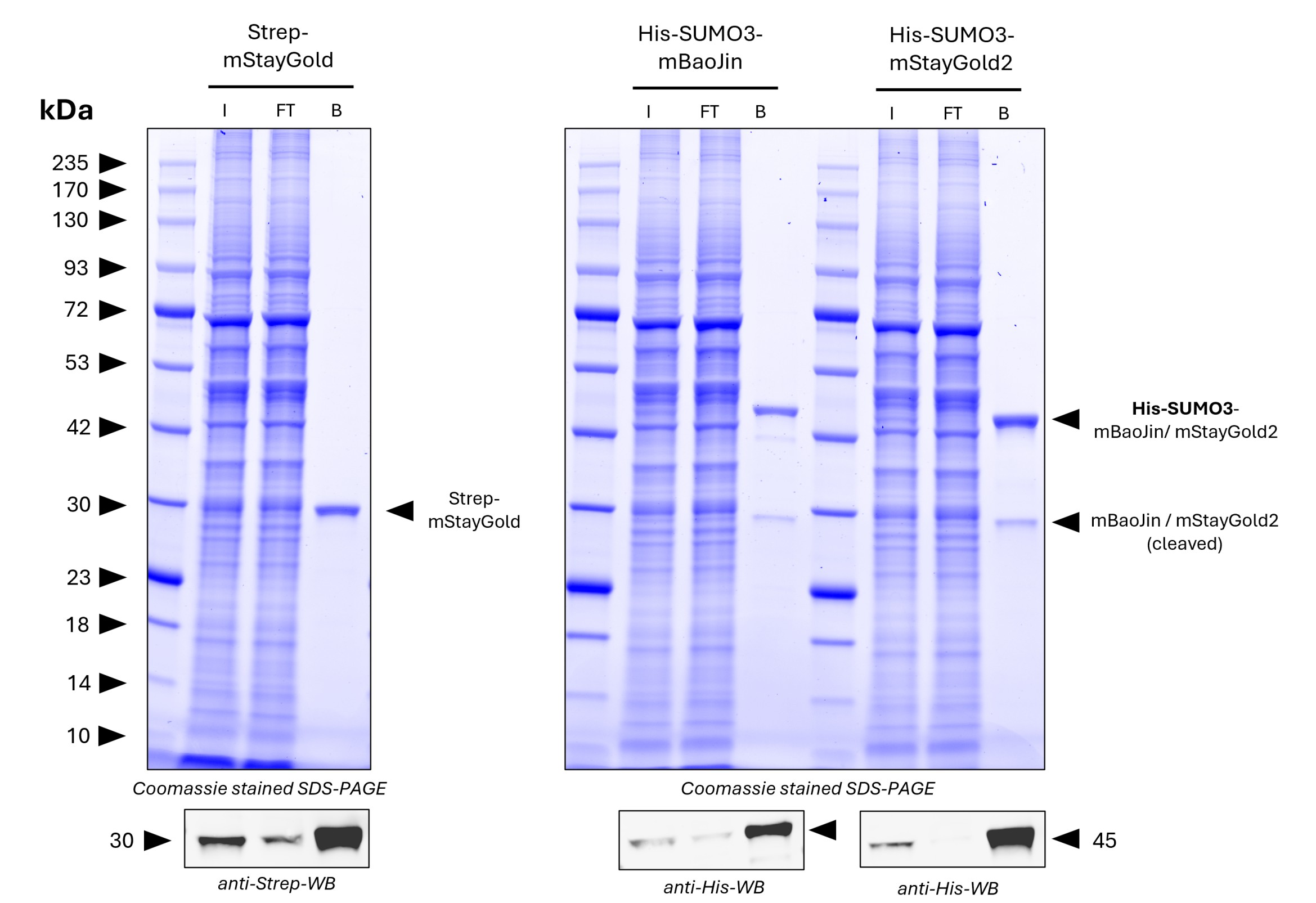 <b>Pulldown of spiked Strep-mStayGold, His-SUMO3-mStayGold2, and His-SUMO3-mBaoJin from HZ293S cell lysate by MG-3233A.</b> 
<br>5 µg of each antigen was spiked into lysate derived from 1.2*10^7 cells. For Coomassie and Western Blot analysis 1% of input (IN), 1% of flowthrough (F), and 20% of bound (B) fraction was loaded. His-SUMO3-mStayGold2 and His-SUMO3-mBaoJin were partially cleaved by intrinsic SUMO-proteases and cleaved mStayGold2 or mBaoJin is present in the bound fraction. Western Blots verify pulldown of Strep-mStayGold, His-SUMO3-mStayGold2 and His-SUMO3-mBaoJin.