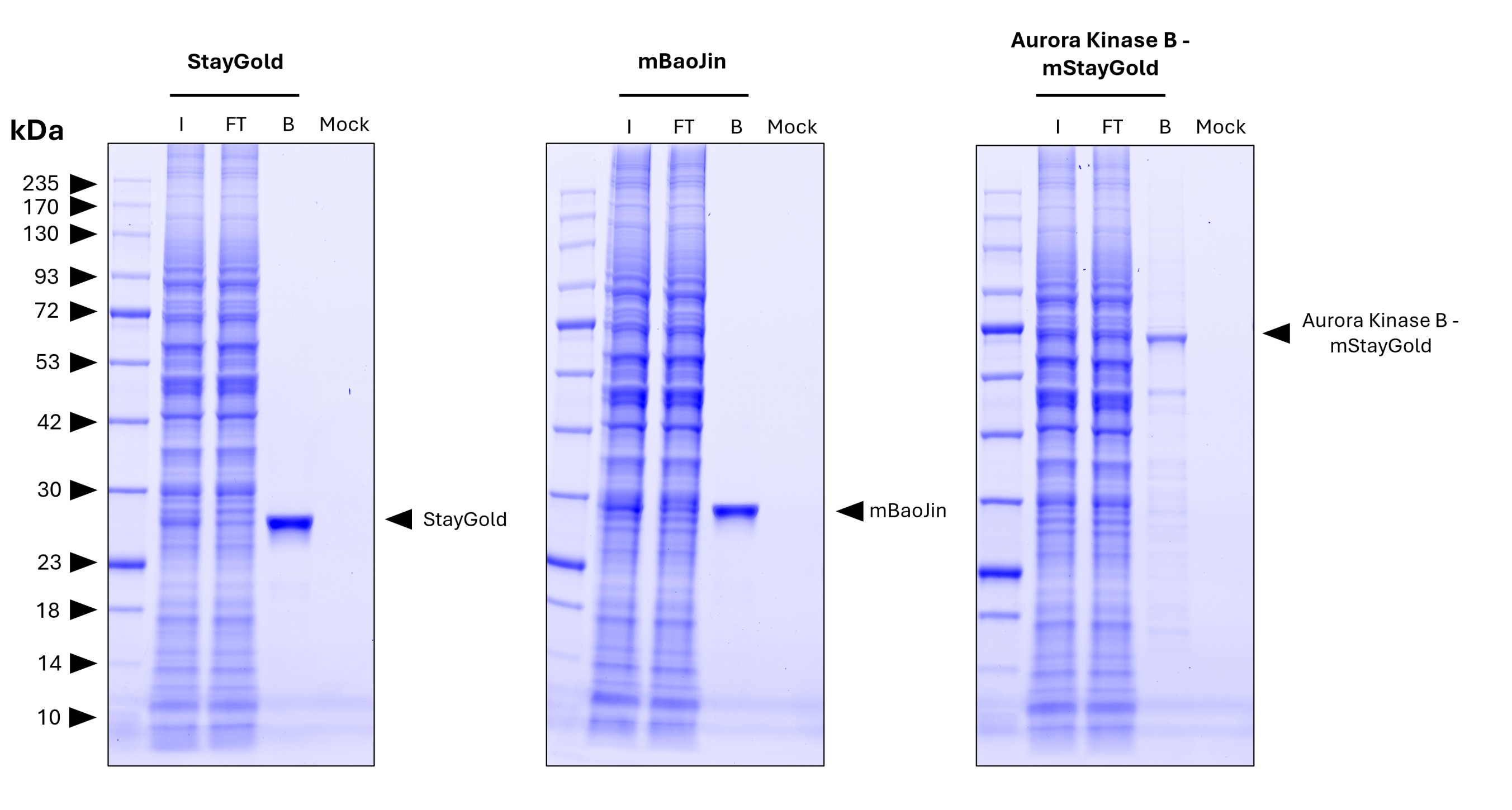 <b>Pulldown of StayGold, mBaoJin, and the fusion protein Aurora kinase B-mStayGold from transfected HEK 293T cells lysate by MG-3233A.</b> 
<br>Each IP was performed with lysate derived from 1x10^7 cells. A mock control with lysate from untransfected cells was included to demonstrate the low background binding of the resin. For Coomassie analysis of the SDS-gel 1% of input (IN), 1% of flowthrough (F), and 10% of bound (B) and Mock fraction was loaded.